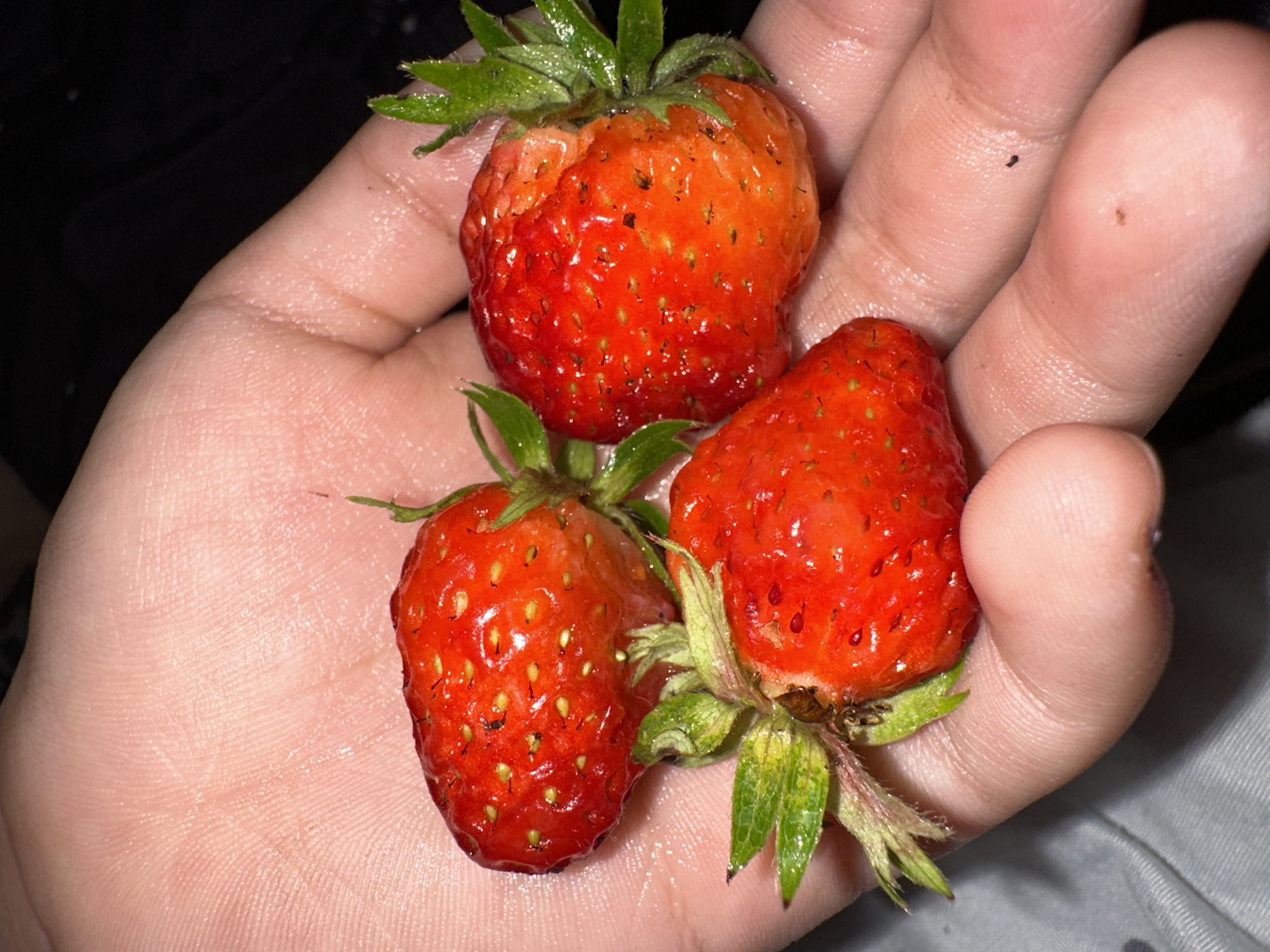 Three strawberries are resting in an open palm. The strawberries are bright red with visible seeds and green leafy tops. The palm appears to be that of a person with fair skin and prominent fingerprint lines. The background is dark and out of focus, with some texture visible, possibly fabric. The lighting is direct and casts shadows, highlighting the glossy surface of the strawberries.