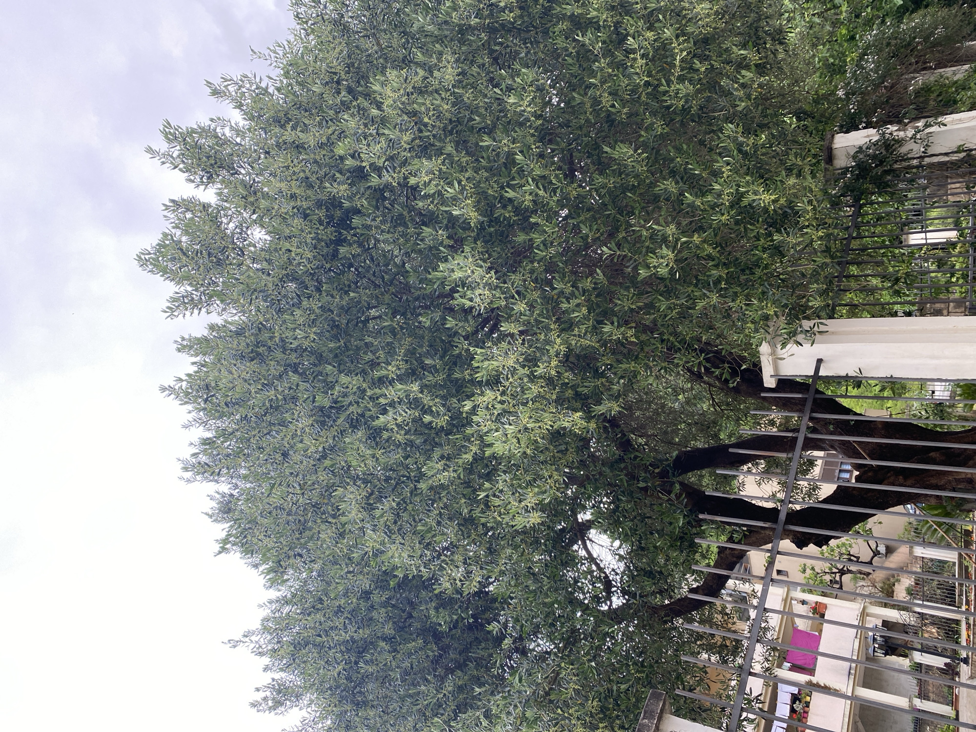 The image displays a vibrant, densely leaved tree dominating the left and upper parts of the frame, strongly resembling an olive tree. Its canopy is rich with silvery-green, elongated leaves and numerous tiny, light green or yellowish blossoms, suggesting it is either flowering or in an early fruiting stage. Visible through the foliage, especially towards the right, are thick, gnarled branches.
A dark metal fence with prominent white concrete posts runs along the right side and bottom of the image, acting as a boundary. Beyond this fence, several residential buildings with light-colored facades, windows, and terracotta-tiled roofs are partially visible. On one of the balconies, everyday life is hinted at by clothes hanging out to dry, including a noticeable pink garment and white laundry items. Potted plants are also arranged on the balconies.
The sky, visible above and through the tree's foliage, is overcast with soft, light grey clouds, indicating a cloudy day with diffused natural light and no direct sunshine. The scene depicts a quiet, residential setting, consistent with the architectural style and vegetation found in Mediterranean or Balkan regions, specifically Budva, Montenegro. There are no people present, and no visible text in the image.