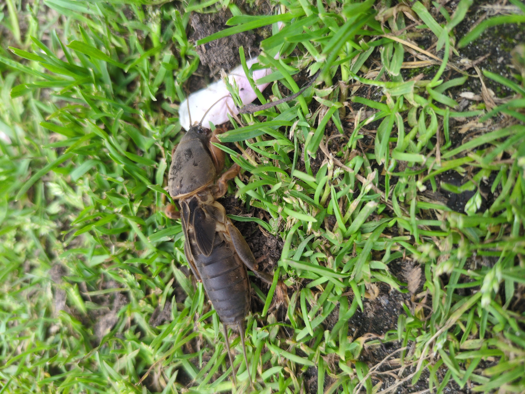 A mole cricket is on the ground amidst blades of grass and soil. The insect is dark brown with prominent forelegs adapted for digging. It is positioned facing towards the right of the frame, with its body extending horizontally across the image. A small, light-colored object, possibly a piece of food or debris, is near the insect's head. The surrounding environment consists of green grass and dark soil, indicating an outdoor setting. No people are present in the image, and there are no discernible structures or landmarks that would suggest a specific location within Kulebaki, Russia.