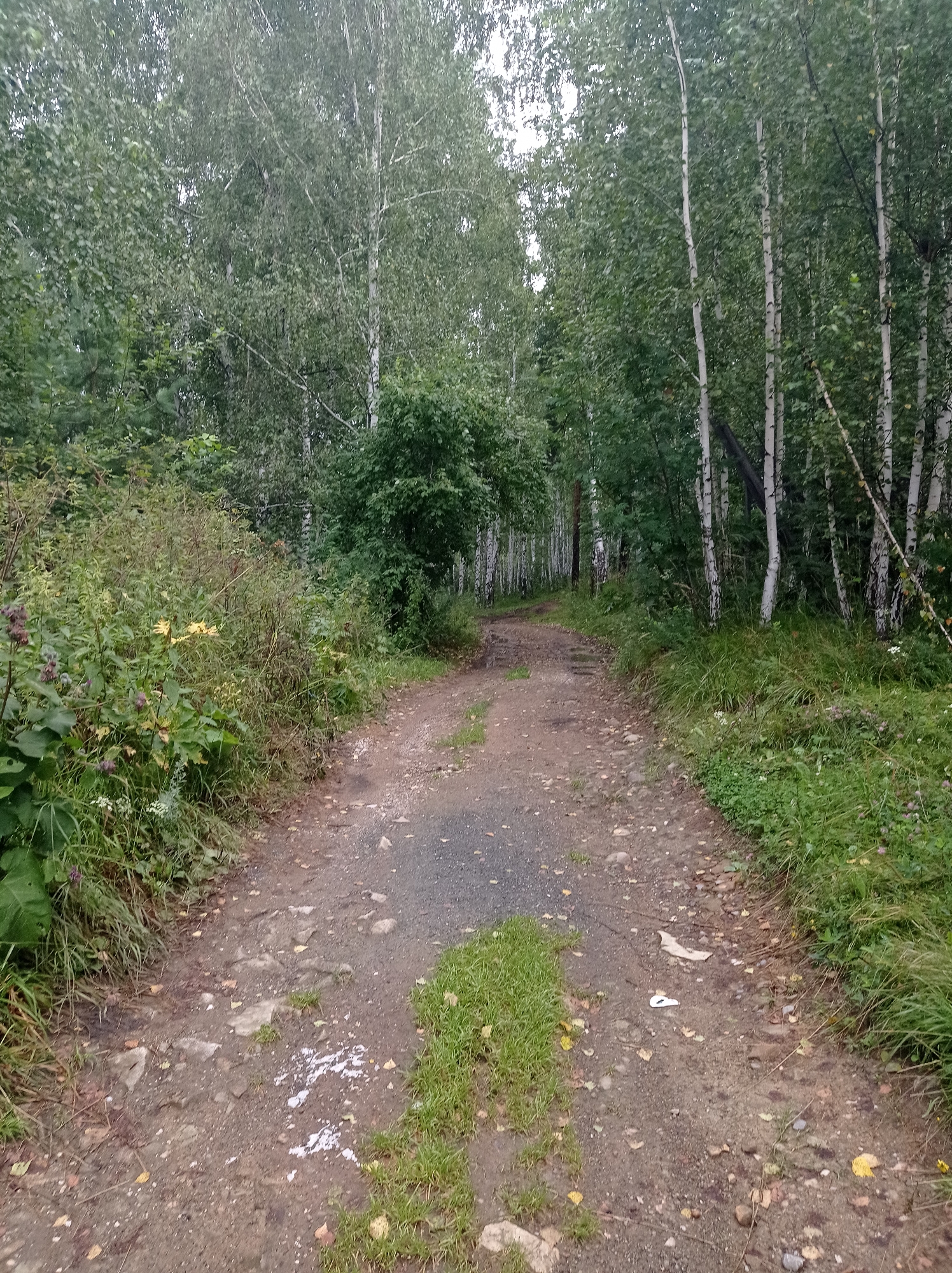 An unpaved dirt path lined by birch trees and dense green foliage winds through a forest. The path is slightly uneven with loose stones and patches of grass. There is a small amount of white debris visible on the path. The scene appears to be a natural outdoor environment.