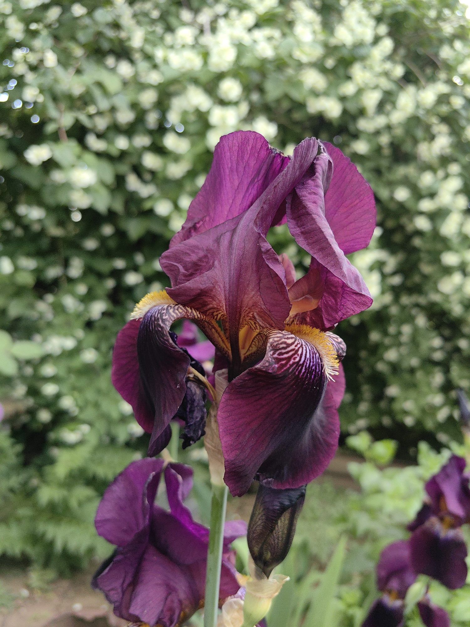 The image displays a close-up, vertical composition of a dark purple iris flower (Iris germanica) situated in a garden in Ароматновское сельское поселение, Ukraine. The primary iris bloom, positioned slightly left of the central vertical axis, exhibits deeply saturated magenta-to-plum colored petals. The upper petals, or standards, are slightly ruffled and curve inward. The lower petals, or falls, are broadly spread and feature distinct yellow-orange trichomes (beards) with white distal tips, located centrally on each fall. Radial striations of lighter purple and white pigmentation are visible around the beard area. A green stem supports the main flower, with a developing bud or spent bloom visible directly below it. In the lower left foreground, a partially visible, out-of-focus dark purple iris bloom is present. To the lower right, an additional cluster of out-of-focus dark purple flowers is discernible. The background is heavily blurred, displaying a soft green expanse punctuated by numerous diffuse, circular bokeh effects of white or light-colored elements, consistent with small flowers or bright foliage. The lighting is soft and ambient, without harsh shadows.