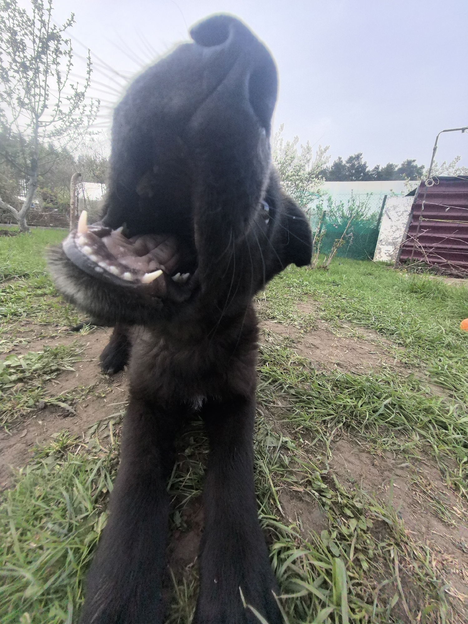 A close-up, low-angle photograph captures a black dog in an outdoor setting. The dog's open mouth reveals teeth. The ground is covered with grass and patches of dirt. Fences, trees, and a partially visible structure are in the background. The location is Noviy, Russia.