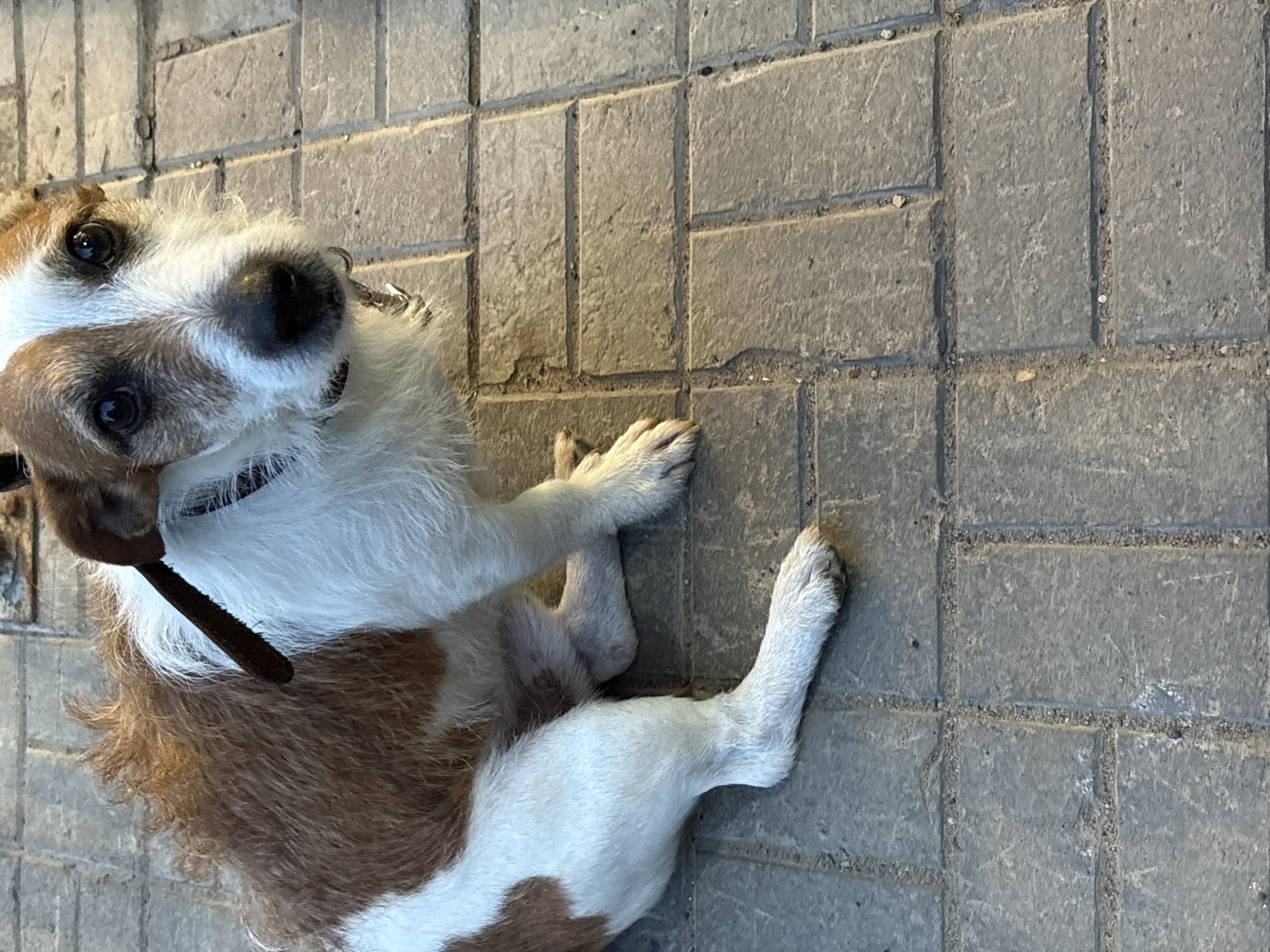 A Jack Russell Terrier dog is lying on a paved surface. The dog has white and brown fur, a black nose, and a black collar. It is looking up at the camera. The pavement is made of gray square tiles with thin, dark grout lines between them. The location in the city of Chaikovsky, Russia cannot be determined from the given image.