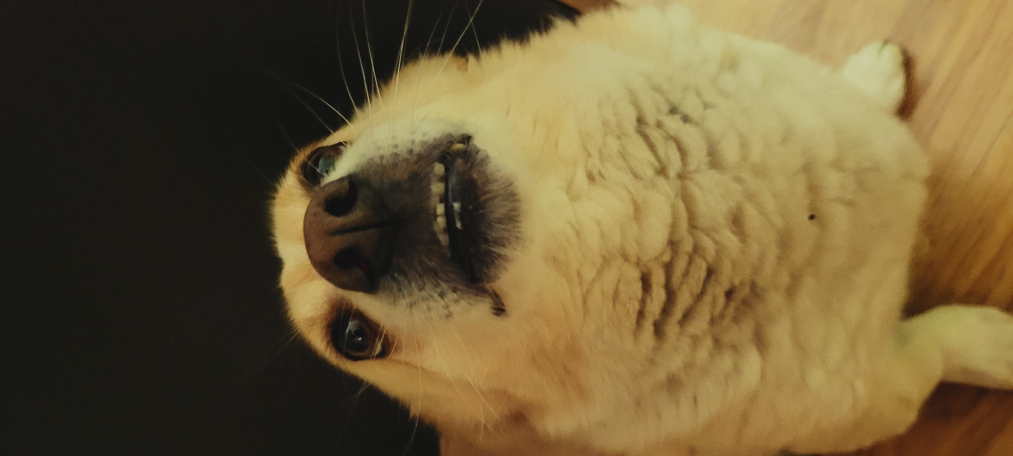 A low-angle, close-up, full-frame vertical shot shows a light-colored dog from the chest up, with a dark background. The dog is looking up and slightly to the right, with its mouth open, revealing its teeth. Its snout is prominent, and its whiskers are fanned out. The dog's fur is fluffy and appears light tan and cream-colored. The background is completely dark and featureless. The lighting is focused on the dog, creating a slight glow around its head. The overall impression is one of an upward-facing dog's face with a slightly humorous or questioning expression. The image appears to have been taken indoors on a wooden surface, as a portion of a light-colored wooden floor is visible at the bottom. The scene is domestic and does not provide any information about a specific city or location.