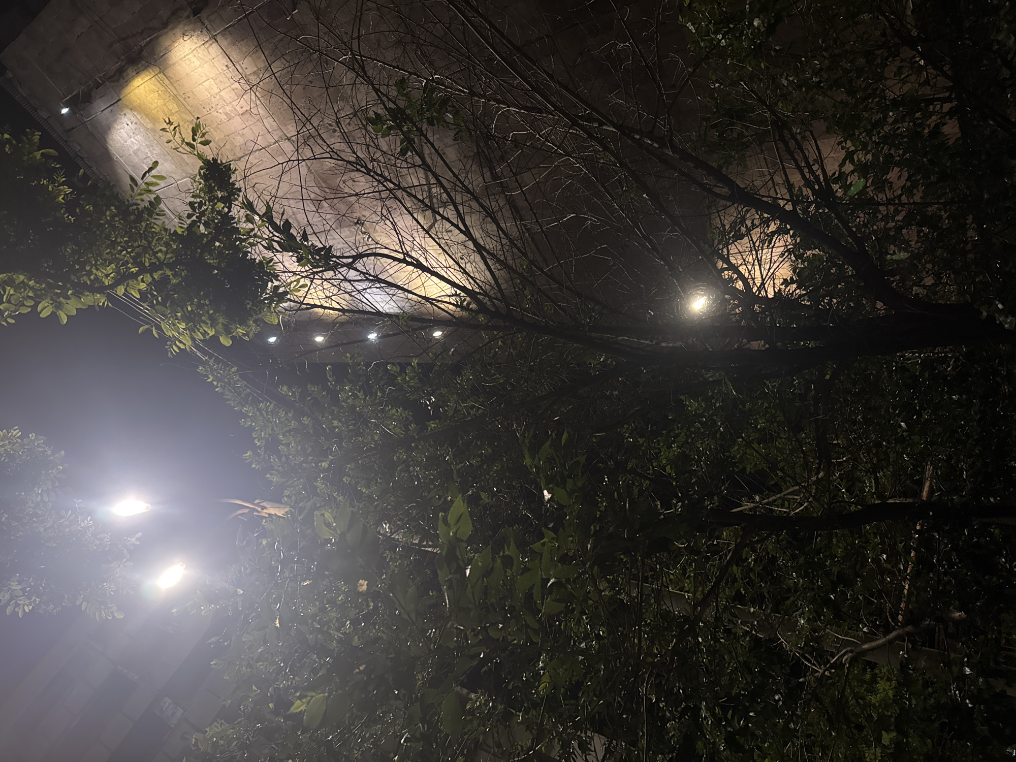 At night, a view from under a bridge, potentially in Yerevan, Armenia, is partially obscured by trees and foliage. The bridge's undercarriage is constructed of what appears to be concrete, illuminated by the light of street lamps mounted on it. The trees are prominently positioned in the foreground, creating a visual barrier. Street lamps, shining brightly, are visible through the foliage. The lighting and shadows play a significant role in the image's composition, adding depth and a sense of mystery to the urban scene.