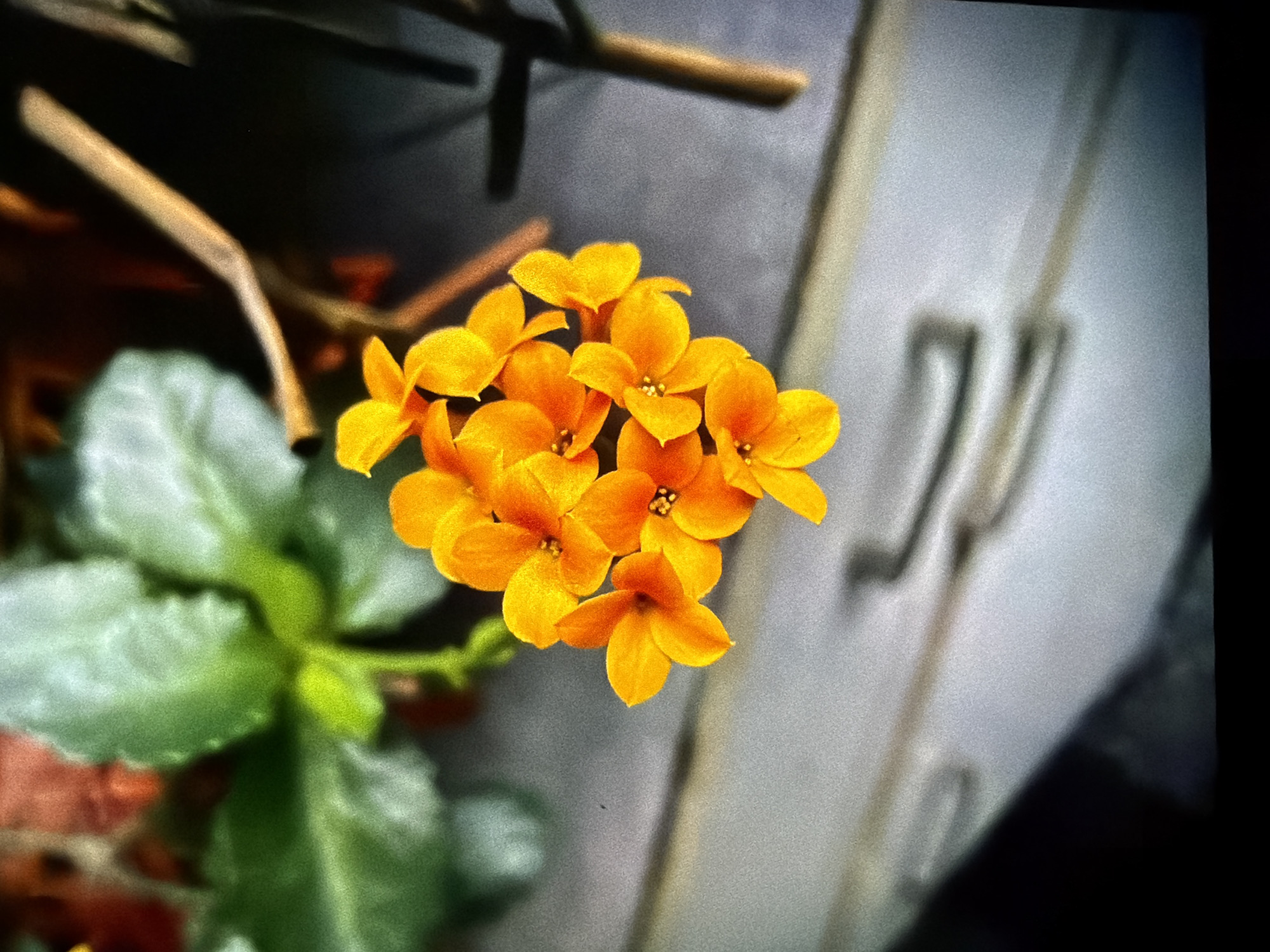 A close-up photograph shows a cluster of small, bright orange flowers with visible stamens in the center of each bloom. Green leaves are visible to the left. In the background, blurred gray-white panels with vertical indentations suggest a door or cabinet. Above the flowers, out-of-focus brown stalks are present.
There is no information suggesting the location is in Reigate and Banstead, United Kingdom.