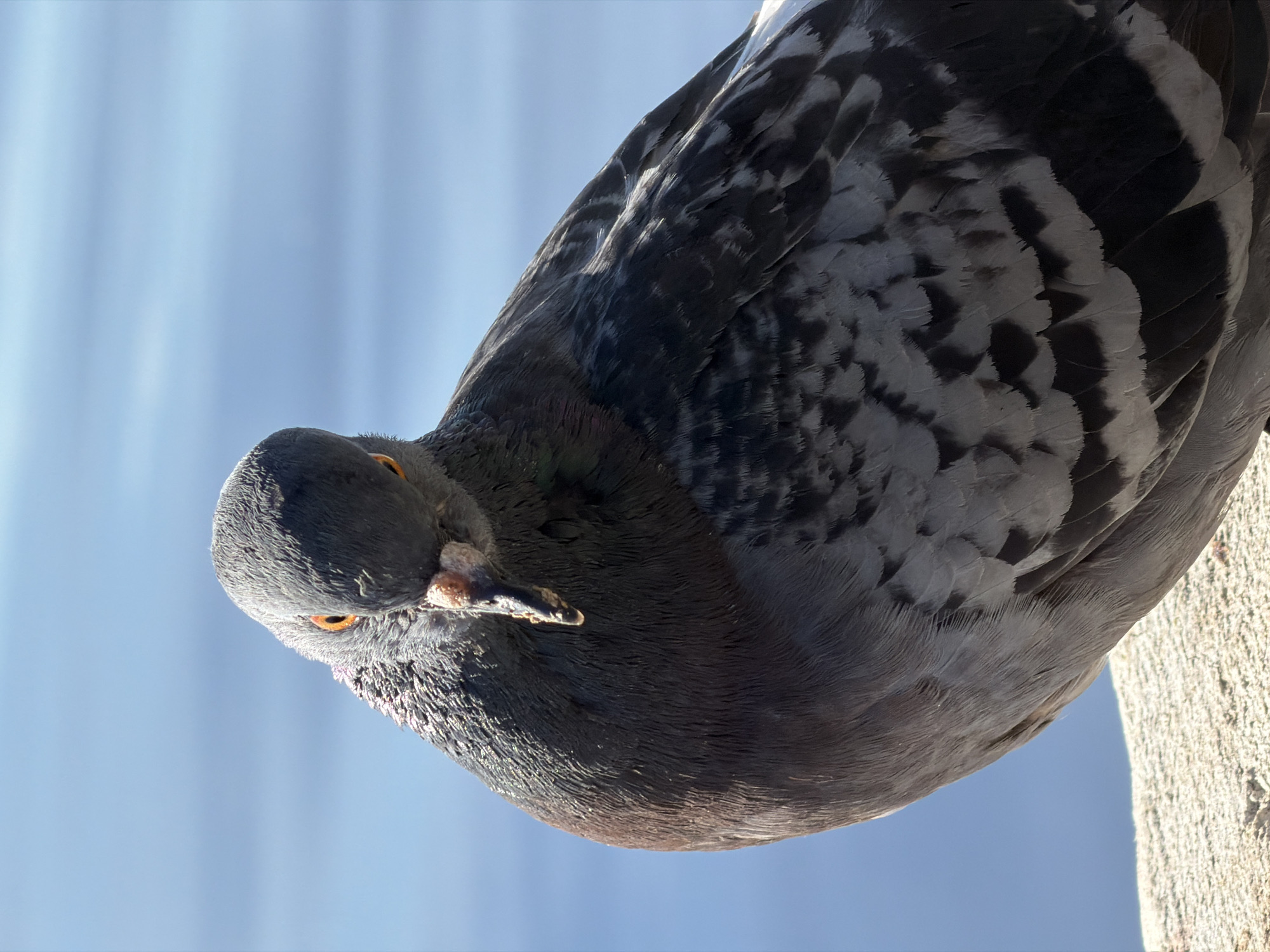 A close-up, eye-level, medium shot captures a pigeon perched on a concrete ledge with a blurred blue background suggesting a body of water. The pigeon is facing left, with its head tilted forward and its body angled to the right. Its dark grey and black feathers are detailed, with iridescent green and purple hues visible on its neck. The pigeon's eyes are bright orange, and its beak is a mix of dark grey and pinkish-orange. The concrete ledge appears textured and light-colored. The overall lighting suggests a bright, possibly sunny day. No specific landmarks or urban features are visible to pinpoint a location in Chaikovsky, Russia, though the presence of water could indicate a proximity to the Kama River or Votkinsk Reservoir.