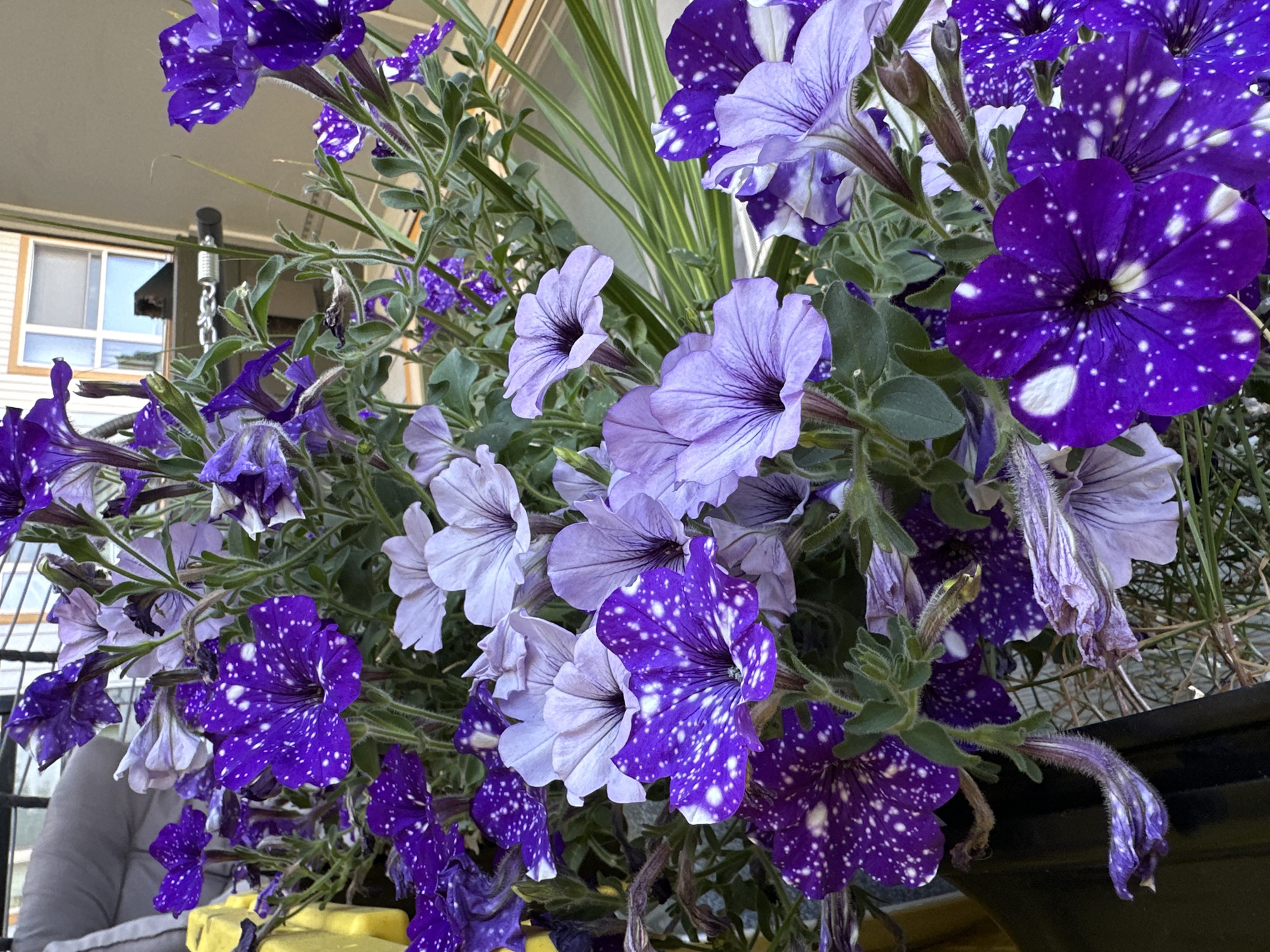 In Lynnwood, United States, a close-up, eye-level shot captures a cluster of vibrant purple and lavender petunias in full bloom. The flowers, some with striking white speckles resembling a night sky, cascade downwards from a hanging basket. The background reveals architectural elements, including a portion of a building with a window and a metal chain that suspends the planter. Lush green foliage intertwines with the blossoms, adding depth to the floral arrangement. A blurred human figure, appearing to be a person with light-colored clothing, is partially visible on the left side of the frame, suggesting an outdoor setting, likely a porch or balcony. The scene is bathed in natural light, highlighting the intricate details of the petals and leaves.
