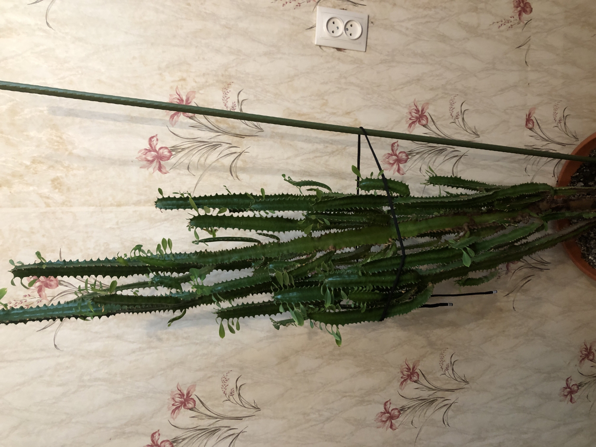 A tall, green, cactus-like plant with numerous ribbed stems stands in a terracotta pot against a beige wallpaper patterned with faded pink floral illustrations. The plant is supported by a tall, thin, green stake and is partially tied to it with a black string. To the right of the plant, mounted on the wallpaper, is a white electrical outlet with two circular sockets. The scene appears to be indoors, likely in a residential setting in Safonovo, Russia. There are no people visible in the image.