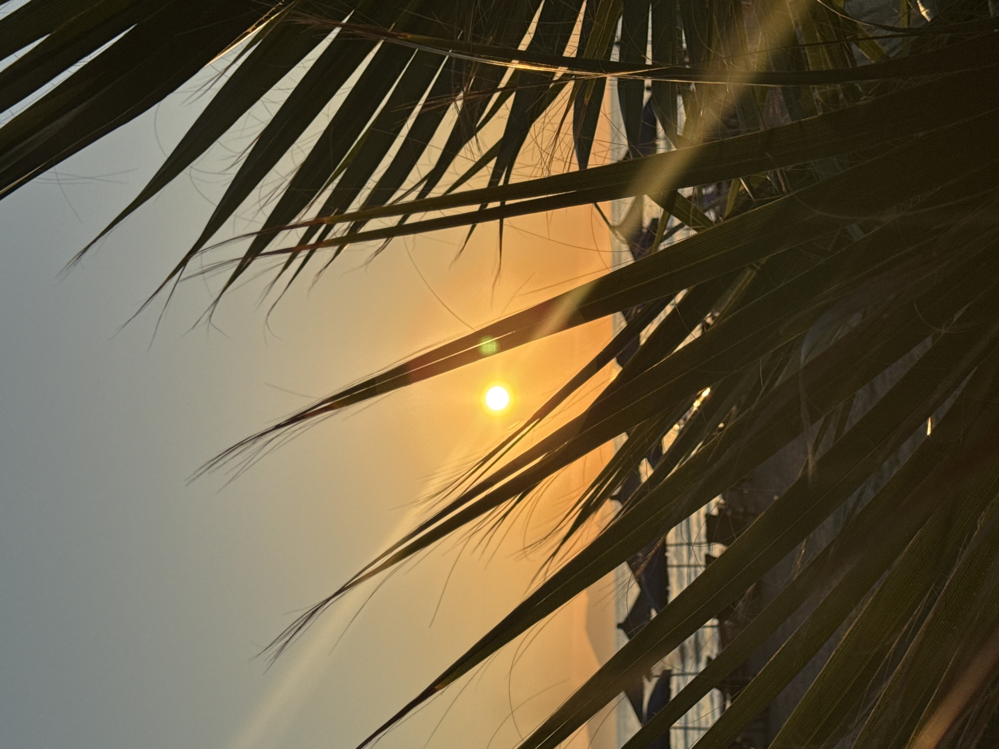 The image depicts a serene sunset scene at a beach, likely in Vlora, Albania, characterized by the presence of palm fronds in the foreground obscuring a portion of the view. The sun, a bright orb, is positioned low in the sky, casting a warm golden glow across the horizon and illuminating the sky with shades of orange and yellow. The sea is visible in the background, with a faint outline of landmass on the far left. Beach umbrellas, characteristic of a seaside resort, are scattered along the shoreline, suggesting a populated area. The overall atmosphere is tranquil and evokes a sense of a peaceful evening by the sea.