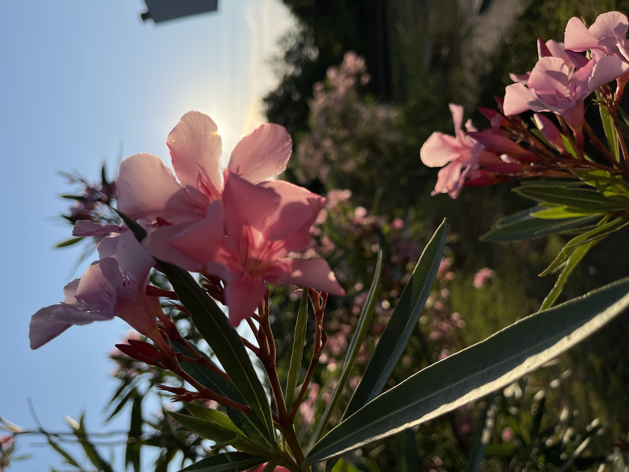 A close-up shot captures a cluster of delicate pink oleander flowers in Ureki, Georgia, bathed in the warm glow of the setting sun. The flowers, some fully bloomed and others in bud, are set against a backdrop of lush green foliage and a serene blue sky. The sun's rays filter through the petals, creating a soft, luminous effect and casting gentle shadows. In the distance, the blurred outlines of trees and a hint of a paved pathway suggest a park or garden setting. The overall atmosphere is one of tranquil beauty, evoking the peaceful ambiance of a summer evening.