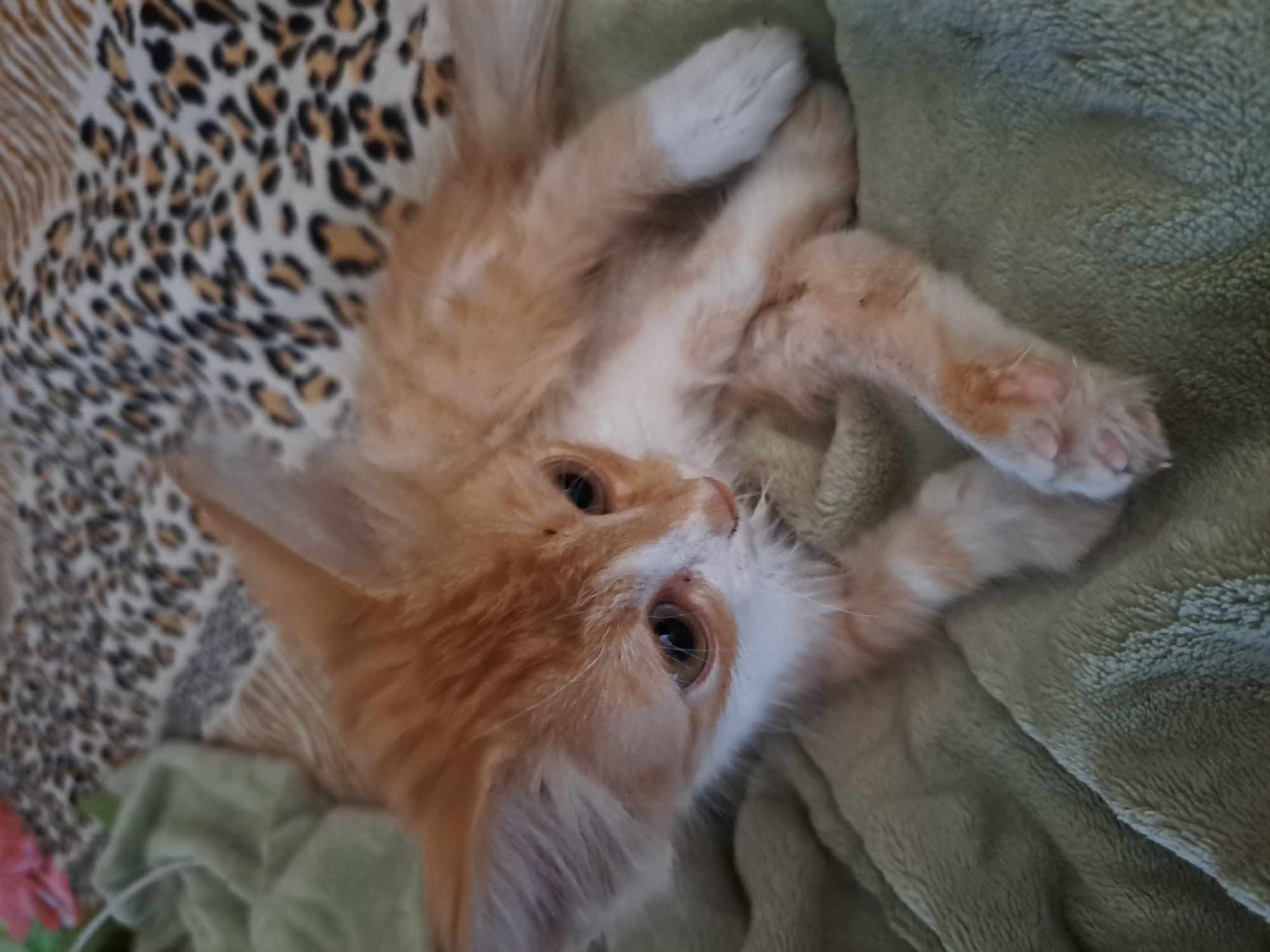 A ginger and white kitten is lying on its side on a soft, green blanket. The kitten has large ears and its eyes are a golden-brown color. Its paws are white. Behind the kitten, there is a patterned blanket with a leopard-like print. The image is taken from a close-up perspective, focusing on the kitten. This scene is not located in Vypasne, Ukraine.