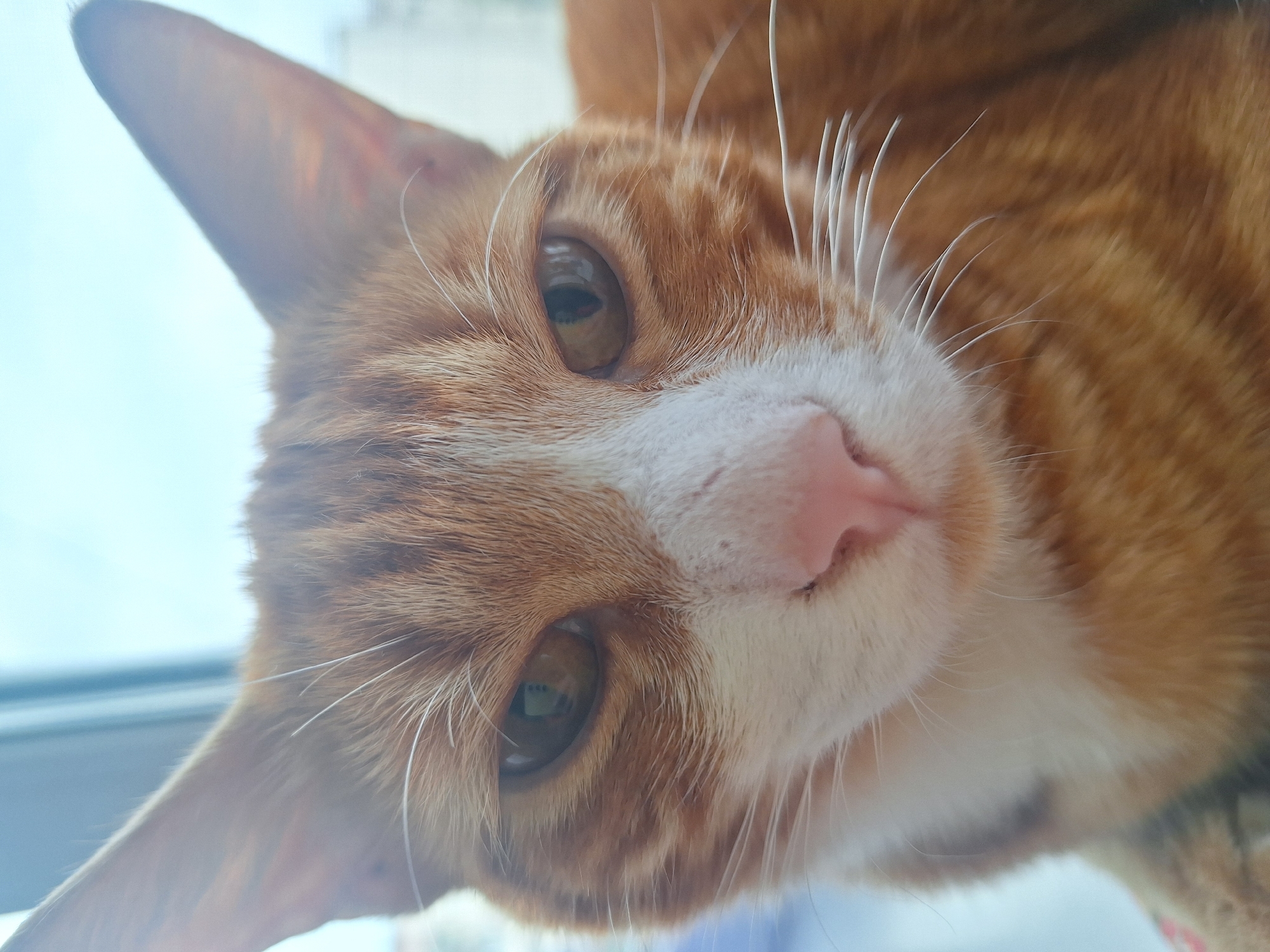 A close-up, eye-level shot focuses on the face of an orange and white tabby cat. The cat's head is tilted slightly upwards and to the left. Its fur is predominantly orange with distinct dark tabby stripes on its forehead and cheeks. White fur adorns its chin, muzzle, and a central stripe running up its nose. The cat's large, amber-colored eyes are clearly visible, reflecting some light. Its pink nose is prominent, and a few white whiskers extend outwards from its muzzle. The background is softly blurred, showing a bright, overcast sky and the hint of architectural structures in the distance, suggesting an outdoor setting in a city. The image is taken in Yuzhno-Sakhalinsk, Russia.