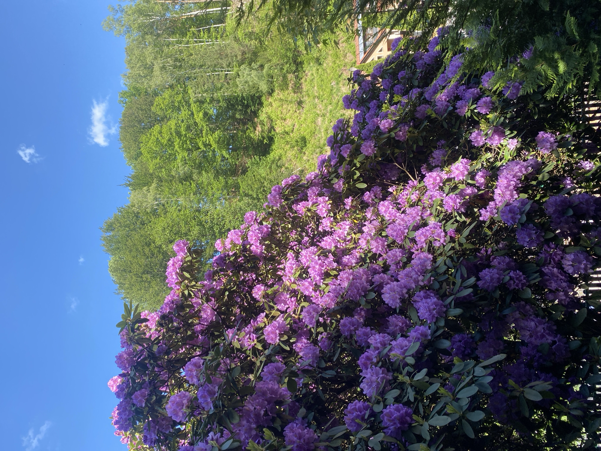The image depicts a vibrant purple rhododendron bush in full bloom against a backdrop of a clear blue sky and green foliage. The bush occupies the majority of the foreground, its flowers densely packed and illuminated by sunlight. Behind the bush, a mix of deciduous and evergreen trees forms a lush green boundary. A small structure is partially visible on the right edge of the image behind the rhododendron. The location is Rathen, Germany.