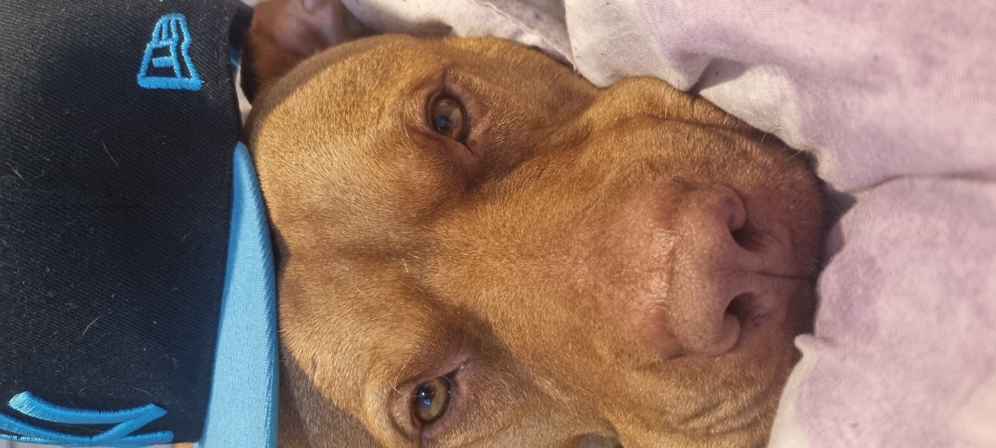 Close-up image of a light brown dog laying down with its head resting on a black and blue baseball cap and a pink blanket. The dog has short fur, brown eyes, and a pink nose. The baseball cap is black with a blue brim and a blue logo on the side. The blanket is pink and partially covers the dog's face. The location is Unknown, Unknown.