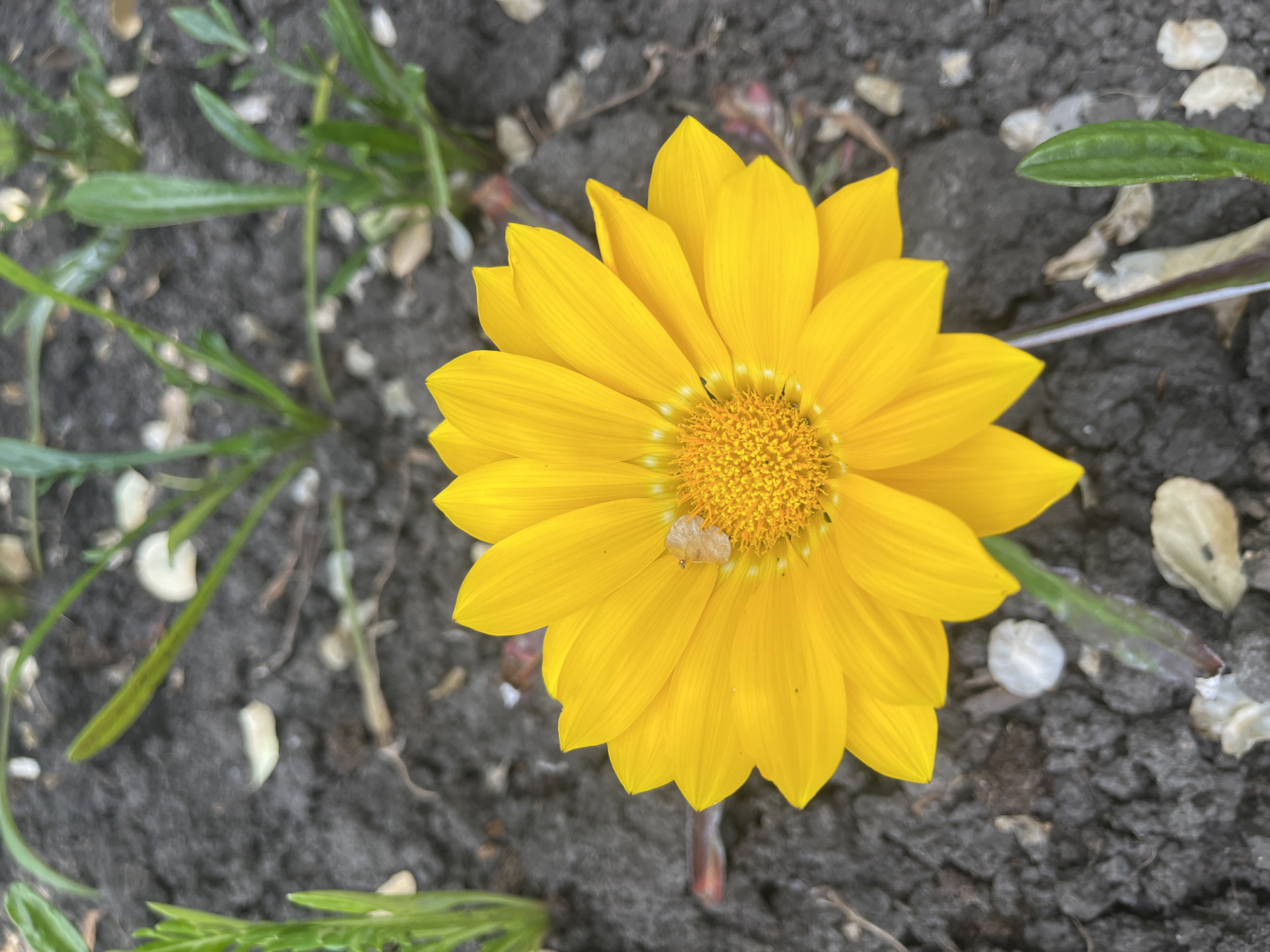 A top-down close-up shows a bright yellow gazania flower in full bloom. The flower has numerous petals arranged in concentric circles around a dense, textured center with a small insect resting on it. The flower sits on dark, textured soil mixed with small green plants and light-colored debris like small pebbles and pieces of organic matter. No buildings, structures, or signs suggesting the location of Krasnodar, Russia, can be seen within the frame. Therefore, there is no definitive evidence to determine this photo was taken there.