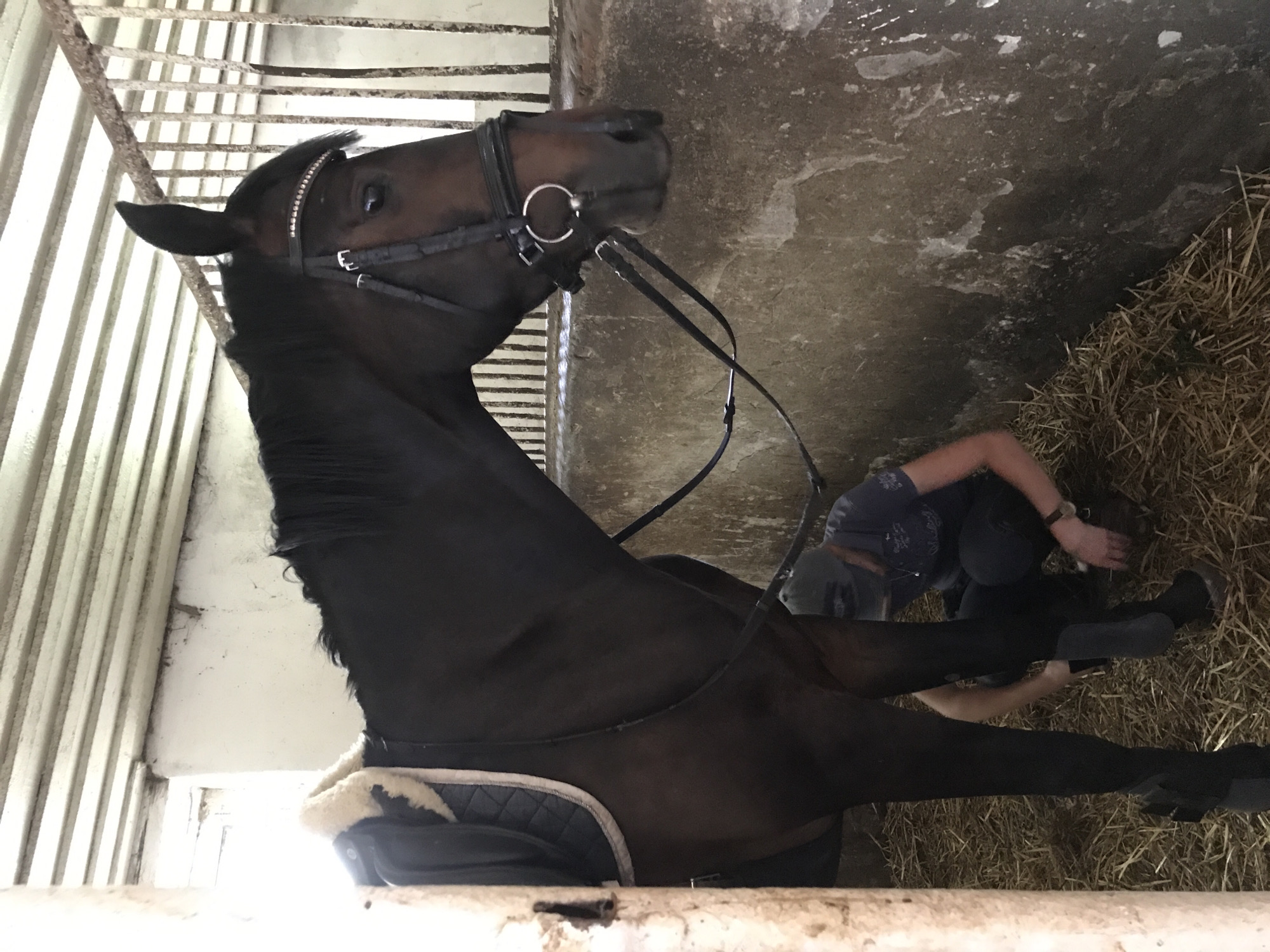 A dark bay horse is standing in a stable stall with its head turned to the right. The horse is wearing a bridle with a decorative browband and a saddle pad with a sheepskin lining. A person wearing a dark t-shirt, dark pants, and a baseball cap is kneeling beside the horse's rear legs, appearing to adjust something on its leg. The stall has a concrete floor covered with straw and is enclosed by a wooden partition on the left and a metal grate in the background. The lighting suggests it is daytime, possibly indoors. The image does not provide any specific visual cues that would allow for the identification of the city of Kharkiv, Ukraine.