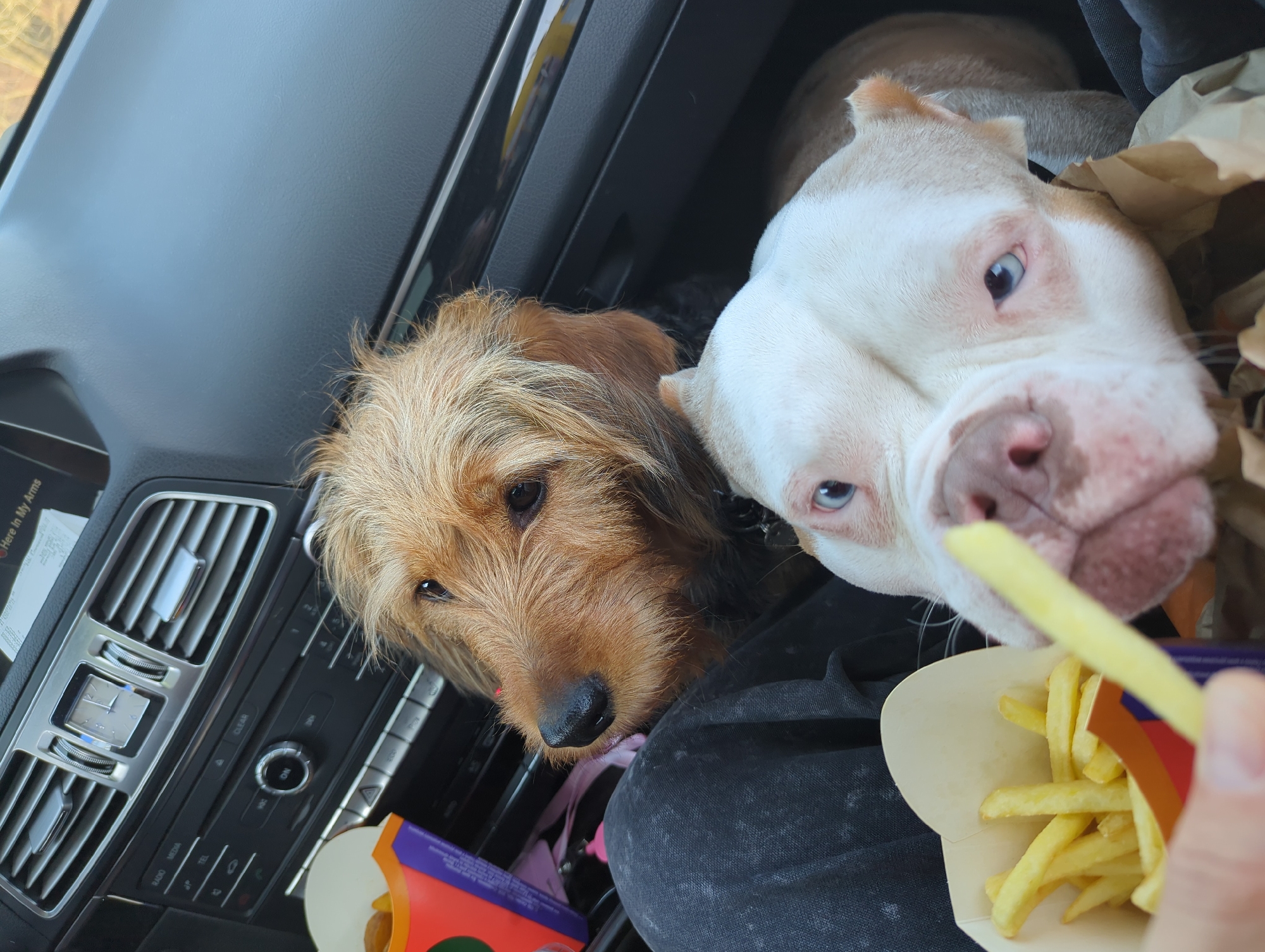 The scene is set inside the passenger compartment of a vehicle, presumably within Golikovo, Russia, though specific exterior landmarks are not visible. The dashboard with silver-trimmed air vents, an analog clock, and a car audio/control panel is visible in the background. A human hand extends from the lower left, holding a single French fry. Two dogs are present in the foreground. The dog closer to the top is a shaggy-haired terrier-type with reddish-brown fur and dark eyes, looking leftward with its head resting on a dark-colored fabric, likely a person's leg. The dog in the immediate foreground is a white and light tan American Bully-type with striking blue eyes and a pink nose, intently focused on the French fry being offered. A crumpled brown paper bag and a fast-food carton containing French fries are also visible around the dogs.