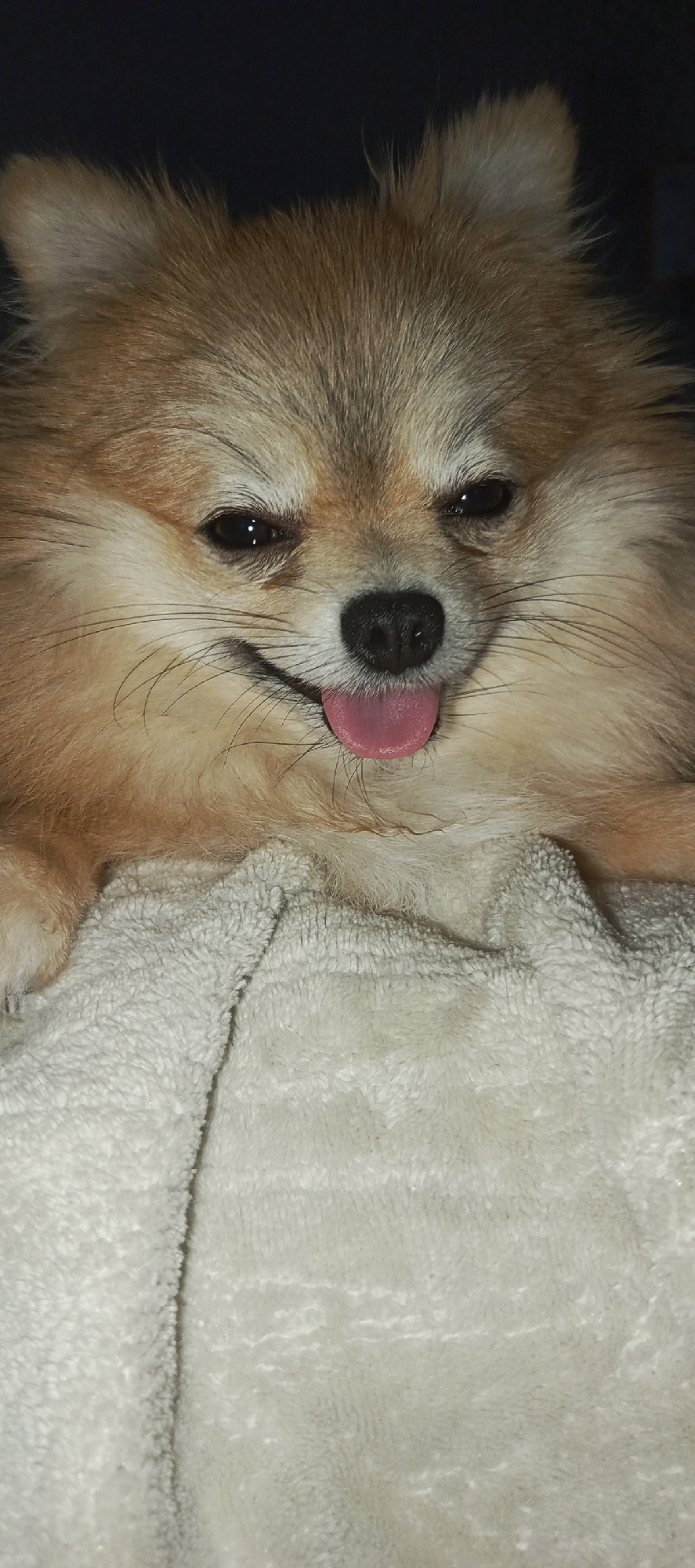 A close-up, vertical shot shows a fluffy Pomeranian dog with tan and cream fur. The dog's mouth is open, with its pink tongue hanging out to the right side of its face. Its eyes are dark and appear to be looking slightly to the left. The dog is resting on a white, textured blanket. The background is dark and out of focus, obscuring any environmental details. The image was captured in Unknown, Unknown.