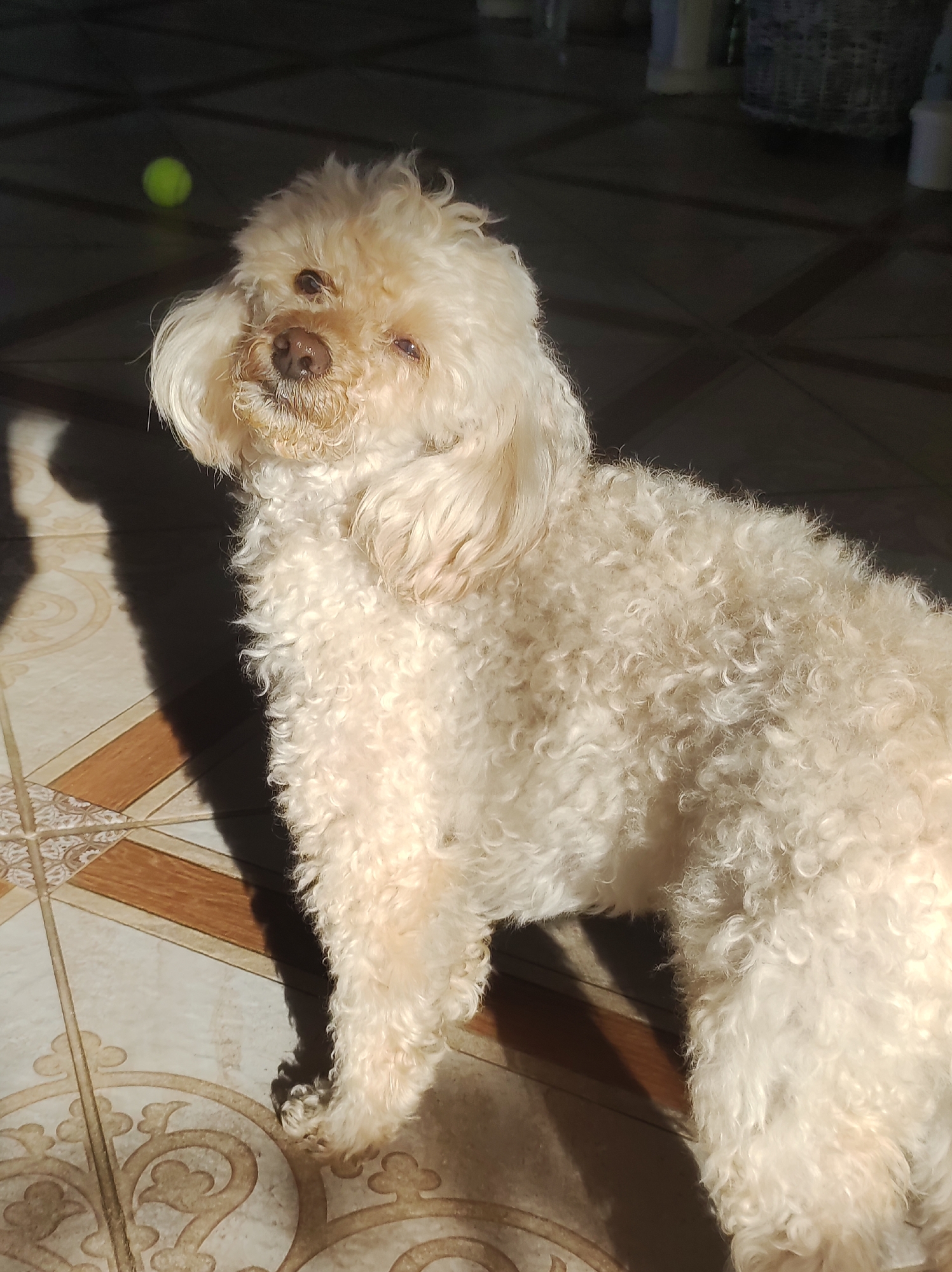 The image shows a cream-colored poodle standing on a tiled floor, partially illuminated by sunlight. A tennis ball is visible in the background. The location is unknown.