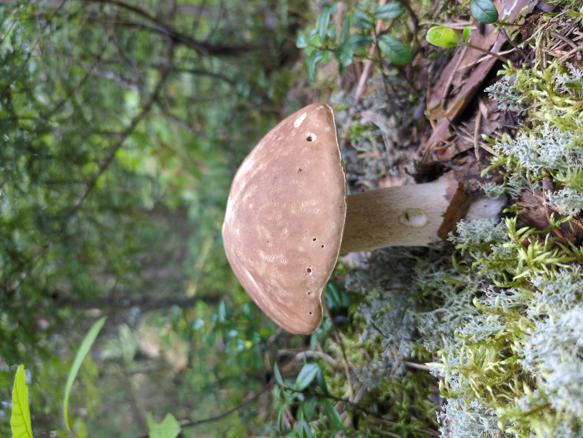 A single, large mushroom with a light brown cap and thick white stem stands upright in a forest. The mushroom is centered in the frame and is surrounded by moss, lichen, and fallen leaves. In the background, out-of-focus trees and greenery create a natural forest setting. The image does not depict any people, actions, or interactions. There is no information in the image to suggest its location in the city of Kulebaki, Russia.