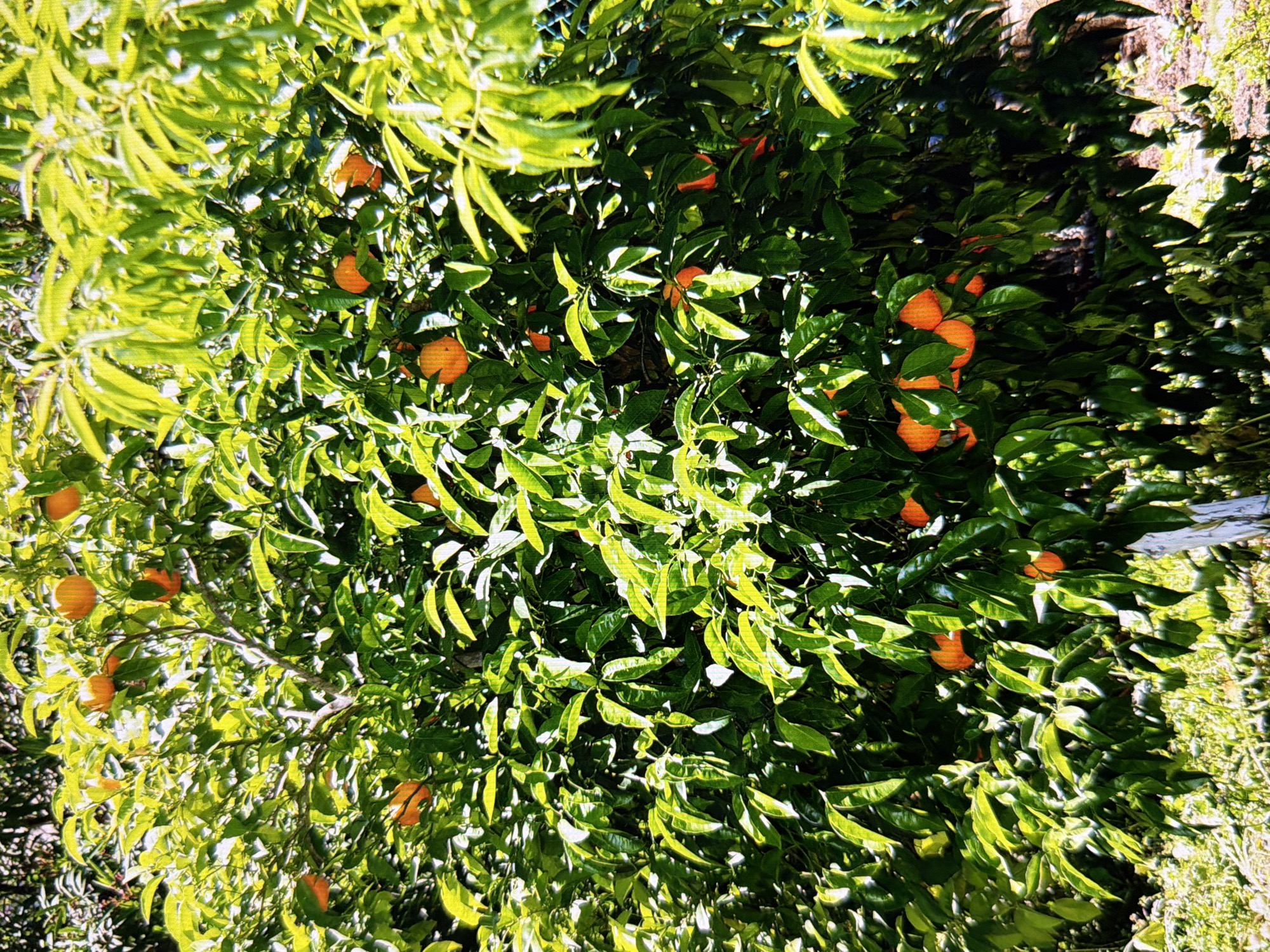 The image shows a close-up of a green citrus tree with several ripe, orange fruits. The tree is densely packed with dark green leaves, and the bright orange fruits stand out against the foliage. Sunlight illuminates the leaves and fruits, creating highlights and shadows. The background is blurred, suggesting the tree is outdoors in a natural setting. The image does not provide any information about the city of Kyiv, Ukraine, or any specific location within it. There are no people, actions, or interactions visible in the image. The scene is a still, natural environment focusing on the tree and its fruit.