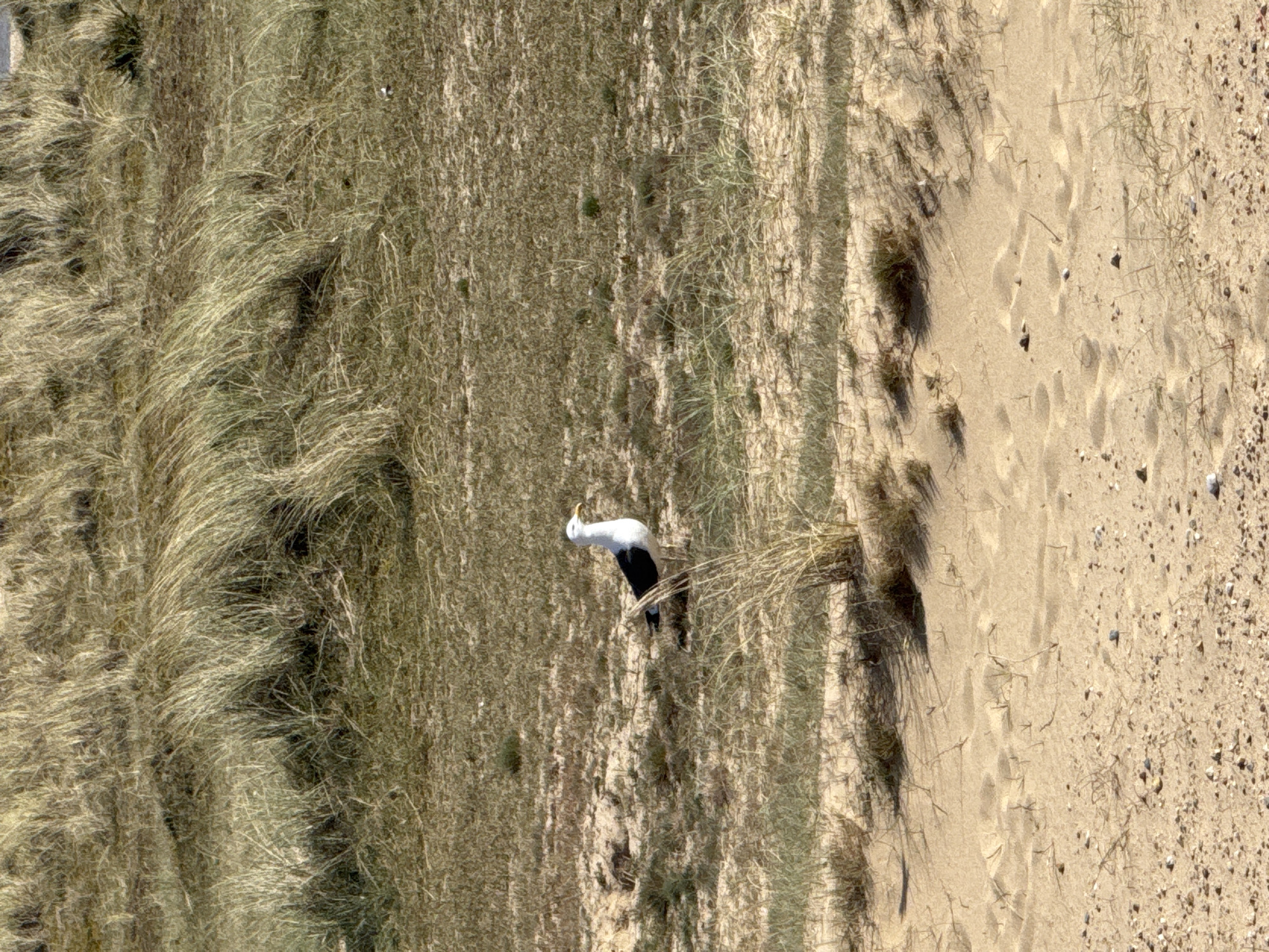 The image shows an aerial view of a beach in Great Yarmouth, United Kingdom. The left side of the image shows a grassy sand dune, with dense green and brown grasses. The right side shows a sandy beach with footprints and small stones. In the center of the image, a black and white bird, possibly a Great Black-backed Gull, stands on the sandy ground. The bird has its head raised and its beak open. The scene is well-lit, suggesting it is daytime.