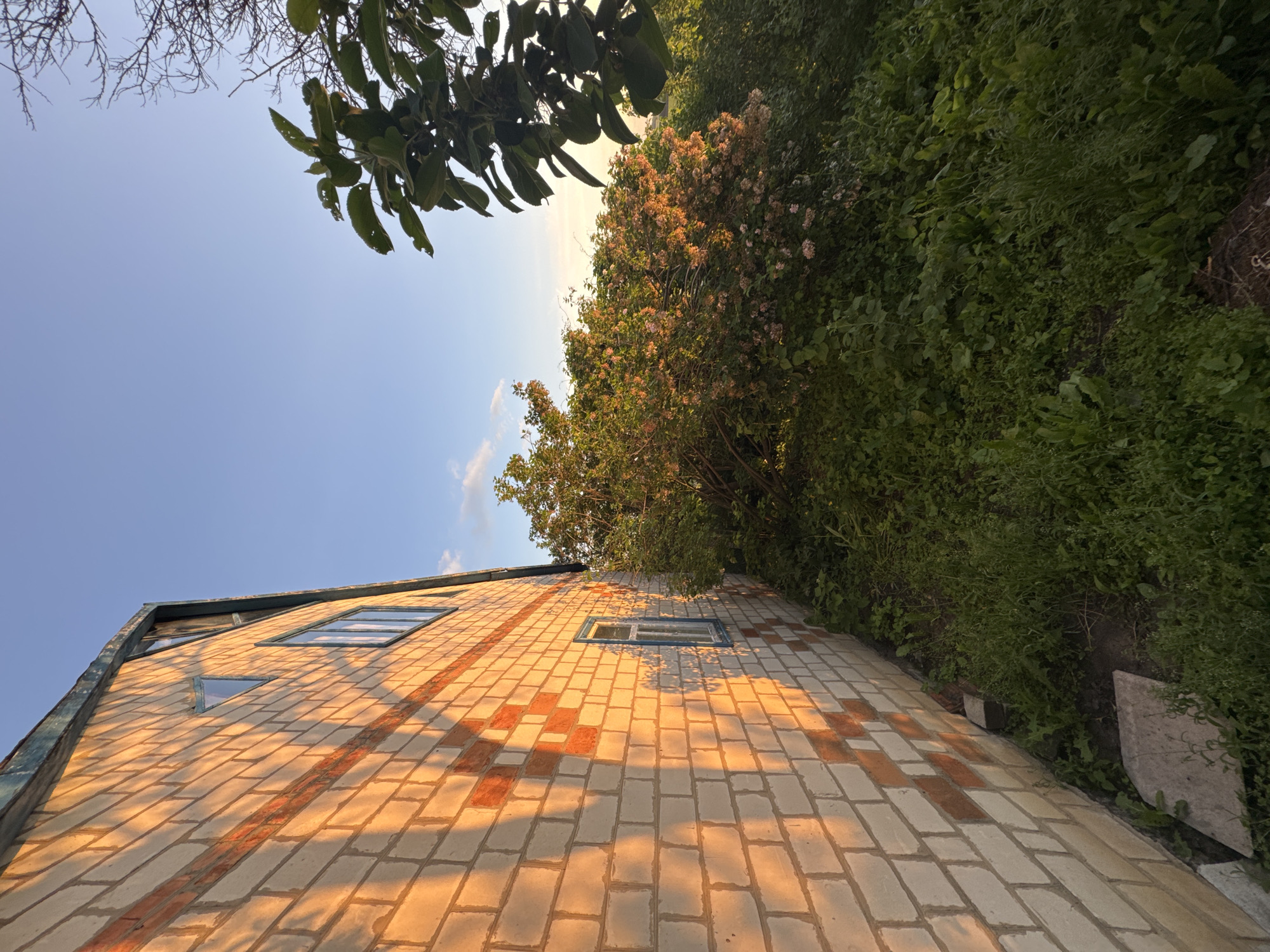 The image captures the exterior side of a two-story brick building located in Ohuivka, Ukraine, during either sunrise or sunset. The building's wall consists of light-colored bricks with interspersed reddish-orange bricks forming distinct patterns. Warm, golden sunlight illuminates the brickwork, creating elongated shadows that emphasize the texture and brick lines. A window with a blue frame is visible on the lower level, and another window, also with a blue frame, is present on an upper level, alongside a smaller, possibly triangular window near the roofline. The roofline features a dark, sloped eave. The ground adjacent to the house is covered by dense green vegetation, including tall grass, various plants, and a large bush with light-colored blossoms that are highlighted by the sun. To the right, branches of leafy trees and bare, gnarled branches are visible against a clear, blue sky. The sky exhibits a gradient from a lighter blue near the horizon to a deeper blue overhead, with a few faint clouds present. No individuals, animals, or explicit actions are depicted.