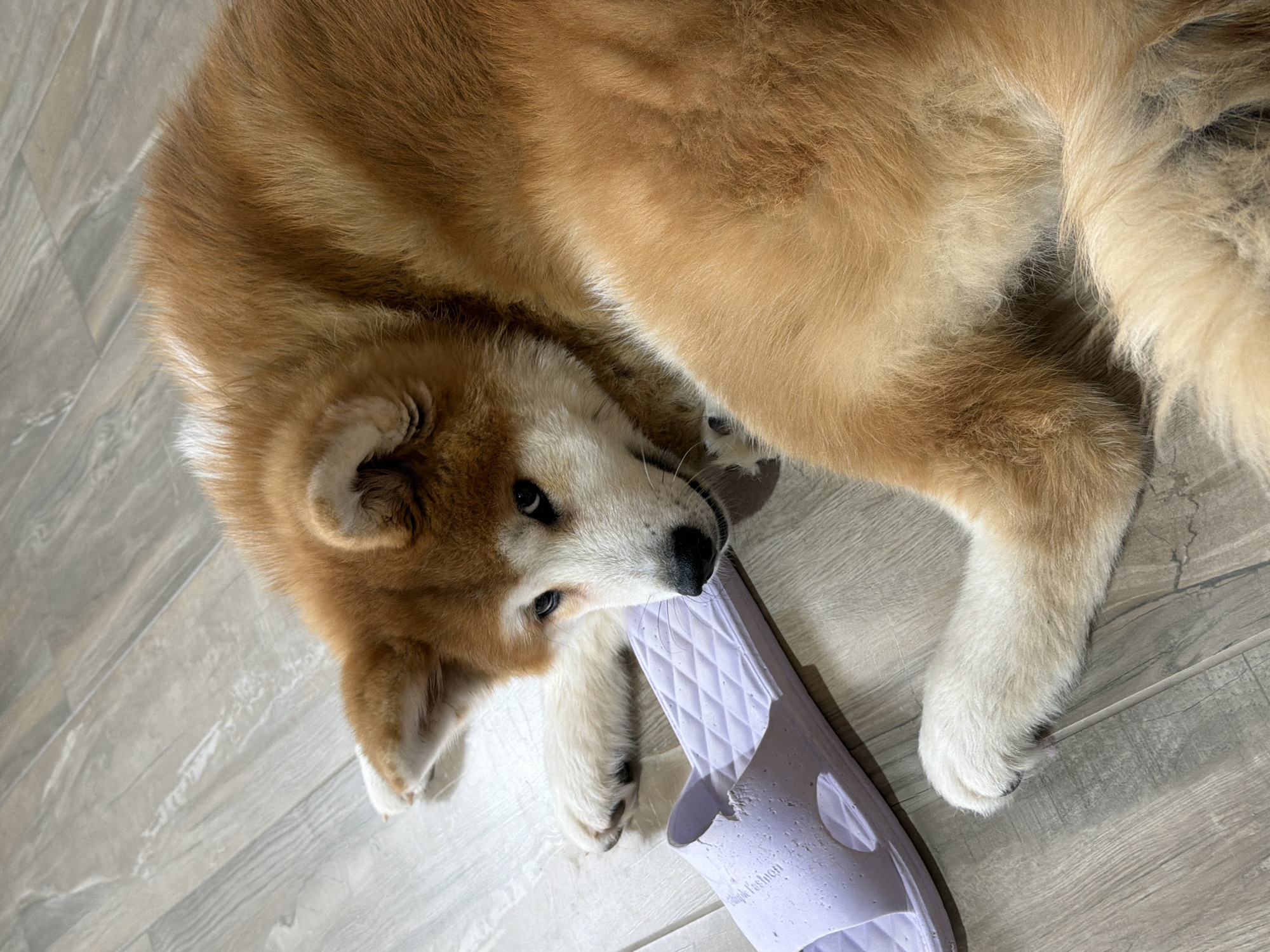 An Akita dog is lying on a light gray wooden floor next to a light purple sandal. The dog has a tan body and a white muzzle, paws, and chest. The sandal is a simple slide with a circular hole and the text "Simple Fashion" printed on it. The location is not specified.