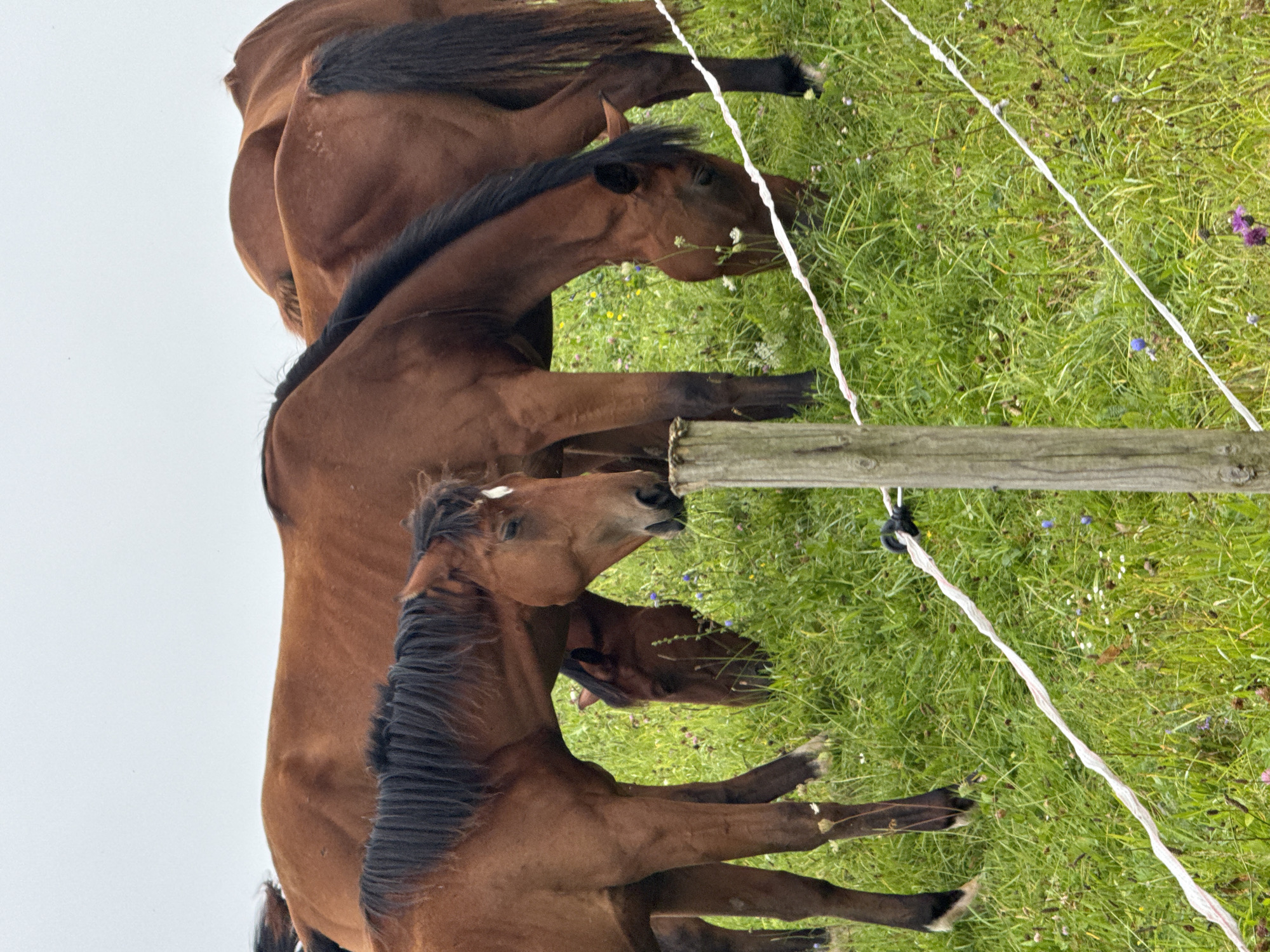 A herd of brown horses grazes in a lush green field under an overcast sky. In the foreground, a white electric fence runs diagonally across the image, supported by a wooden post on the left. The horses, varying in size, are positioned throughout the frame, with some actively eating grass and others standing. The ground is covered in vibrant green grass dotted with small wildflowers. The overall scene suggests a rural setting, likely on the outskirts of Aukštieji Rusokai, Lithuania, given the description.