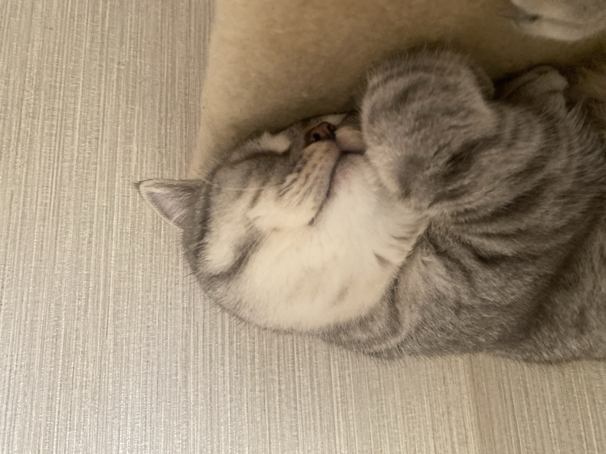 A grey and white cat is sleeping curled up on a textured surface. The cat's face is mostly obscured by its paws, but its nose and a portion of its mouth are visible. The background is a light-colored, vertically textured wall. There is no indication of the cat's location in Mykytyntsi, Ukraine.