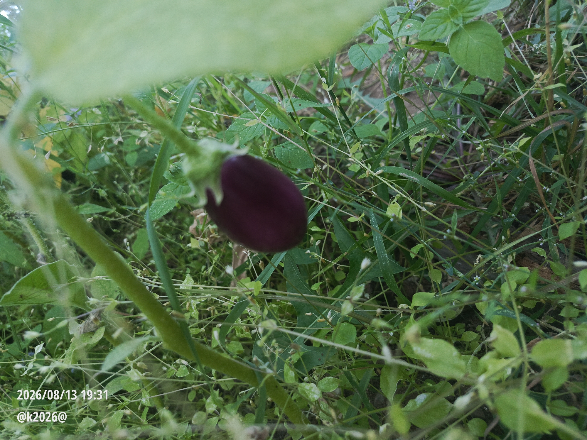 A single, dark purple eggplant hangs from a green stem, its smooth skin glistening slightly. It is positioned in the center-right of the frame, partially obscured by a large, out-of-focus green leaf in the foreground. The eggplant is surrounded by a dense growth of green grass, small white flowers, and other green foliage. The background is a blur of similar vegetation, suggesting an outdoor, natural environment. The image is dated "2026/08/13 19:31" and includes the handle "@k2026@". The context of Astrashitskagaradokski rural council, Belarus, implies a rural or natural setting within that region. There are no people or animals visible in the image.