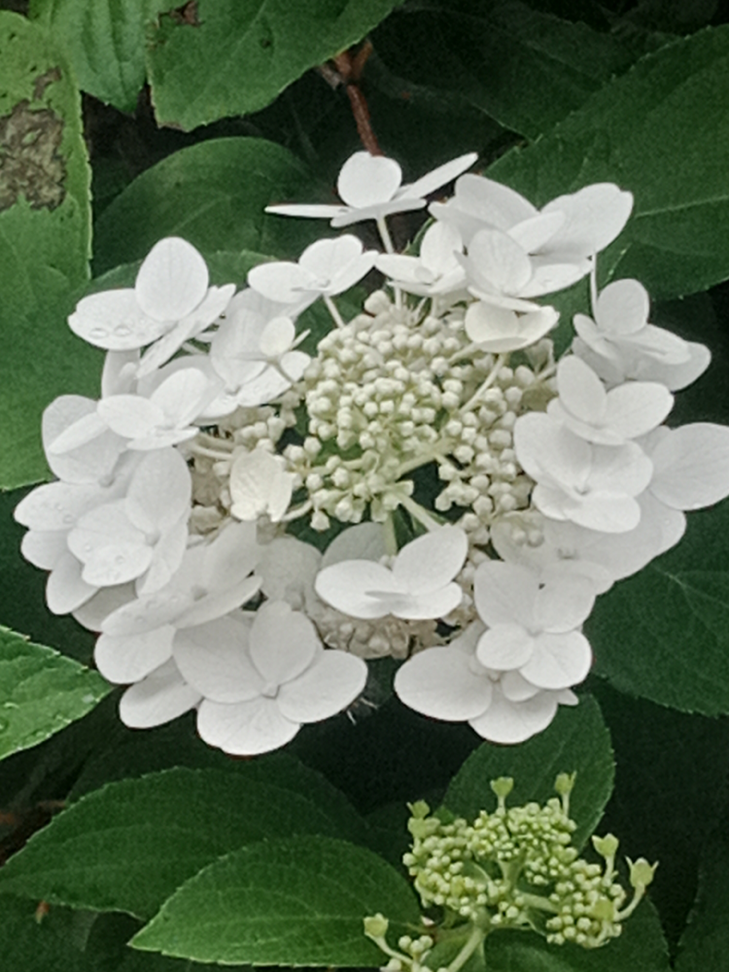 The image displays a close-up view of a white hydrangea flower cluster, with its delicate petals and small, tightly packed buds. The blooms are arranged in a rounded, somewhat conical shape, with some individual petals appearing slightly wilted or bearing small water droplets. Surrounding the flower are lush, dark green leaves, some of which show minor signs of damage or discoloration, such as brown spotting. The overall impression is of a plant in a natural setting, possibly a garden or park. There are no people or man-made structures visible in the frame. The lighting suggests it is daytime, with soft shadows indicating diffused light.