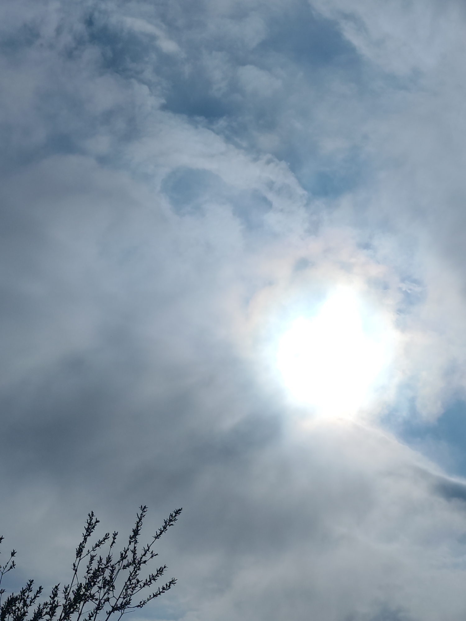 The image shows a view of the sky in Chaikovsky, Russia. The sun is visible through a layer of clouds, creating a bright, diffused light. The clouds are mostly gray and white, with some patches of blue sky peeking through. In the lower left corner of the image, there are tree branches with small leaves, silhouetted against the sky.