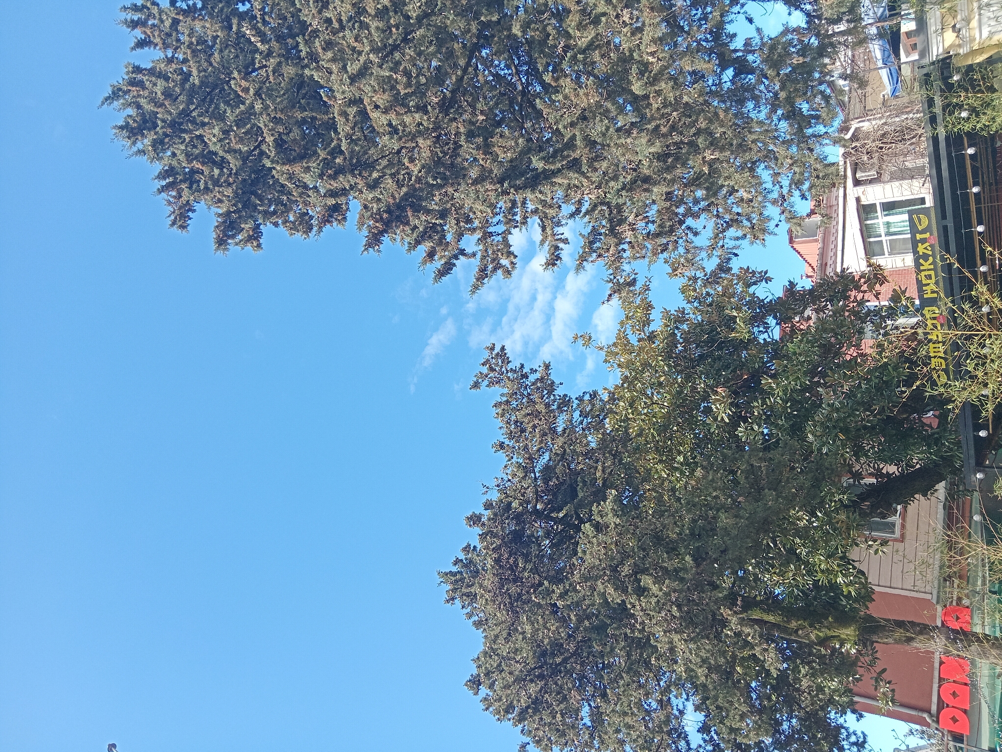 The image captures a view looking upwards, framed by trees on either side. The sky is clear blue with a few wispy clouds in the center. On the right side of the image, a building is partially visible, featuring windows, a sign with the word "HOKKAI" in an alphabet I don't recognize, and decorative lights. The building's facade is a mix of colors, including red, pink, and white. The trees are full and green. The image appears to be taken outdoors, potentially in an urban setting in Batumi, Georgia, based on the architecture and signage.