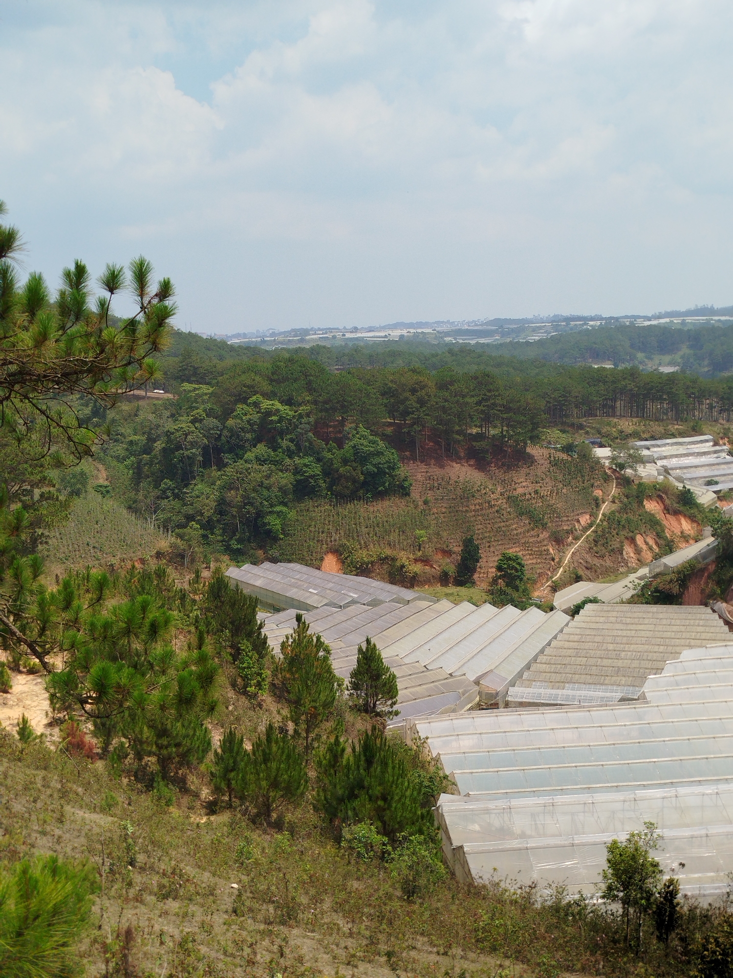 The image depicts a landscape in Lang Biang - Da Lat, Vietnam. The scene features a hilly terrain covered with trees and greenhouses. Rows of greenhouses are visible, spanning across the slope. The foreground is characterized by pine trees and vegetation. In the middle ground, there are dense forests. The background shows the distant city skyline under a partly cloudy sky. A dirt path runs along a ridge near the greenhouses. There are no people visible in the image.