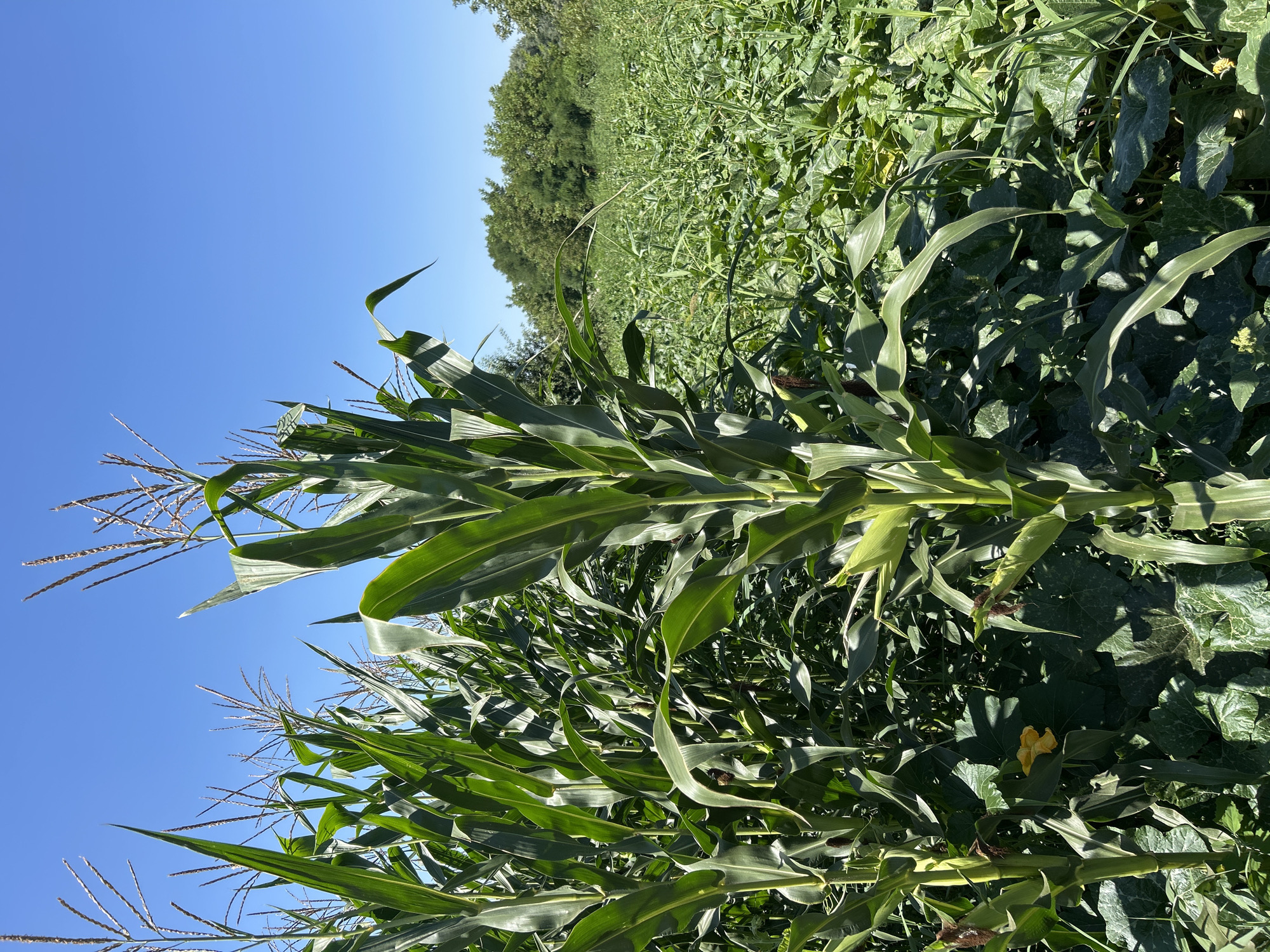 In the city of Dzherokay, Russia, a bright, sunny day is depicted in a field. Tall corn stalks dominate the foreground, their green leaves reaching towards a clear blue sky. Behind the corn, a dense undergrowth of leafy plants stretches into the distance, interspersed with more corn stalks. The field is bathed in sunlight, casting shadows on the vegetation. The scene appears to be a rural agricultural area, with no people or man-made structures visible in this particular frame.