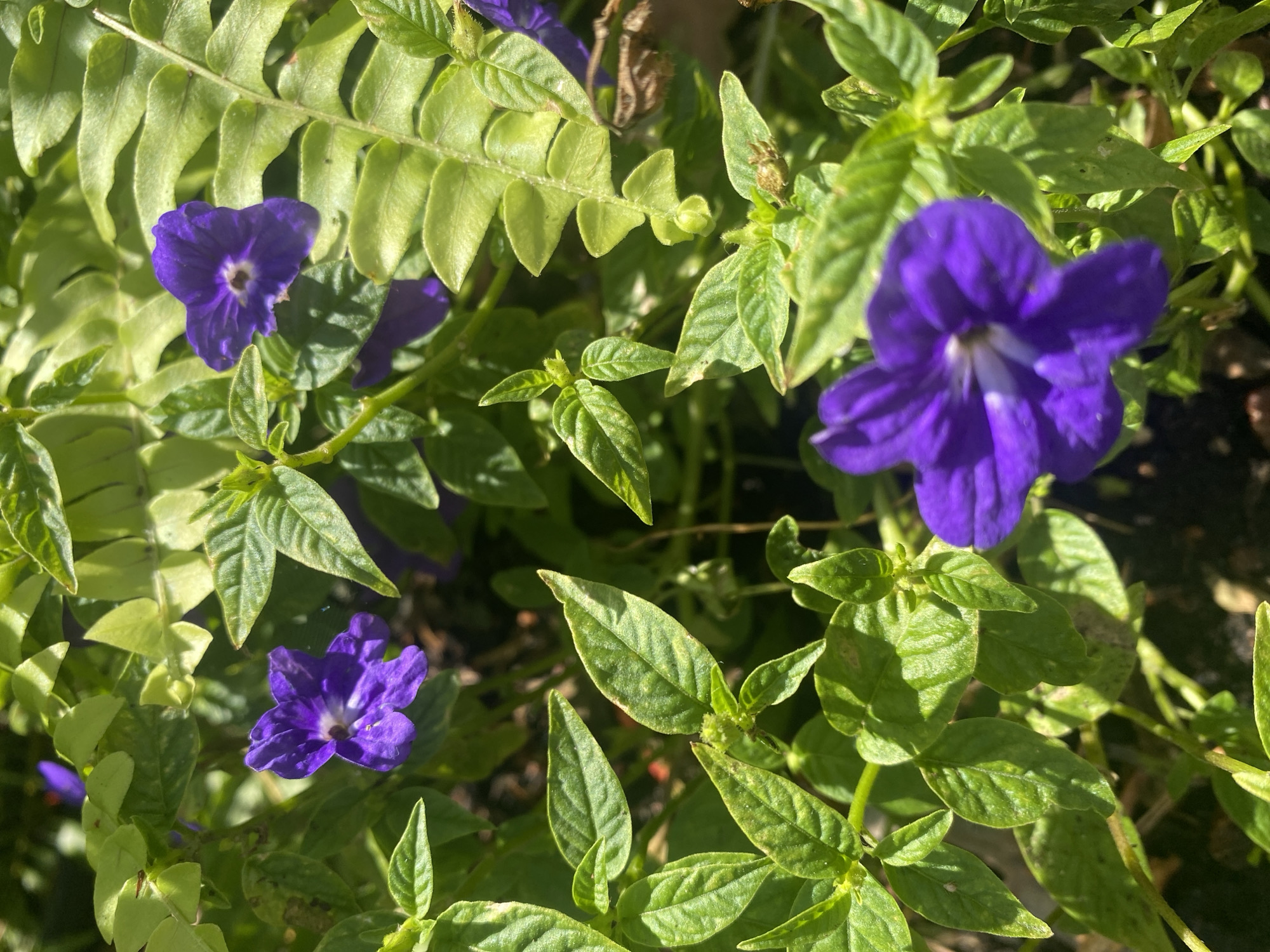 The image is a close-up, outdoor shot of vibrant purple flowers interspersed with lush green foliage. The flowers have a distinctive trumpet shape with five petals and a white throat. The leaves are ovate with serrated edges and appear healthy and well-lit by sunlight, creating a dappled effect. The overall impression is of a garden or natural setting with a focus on botanical detail. There is no visible indication of location in Montreal, Canada.