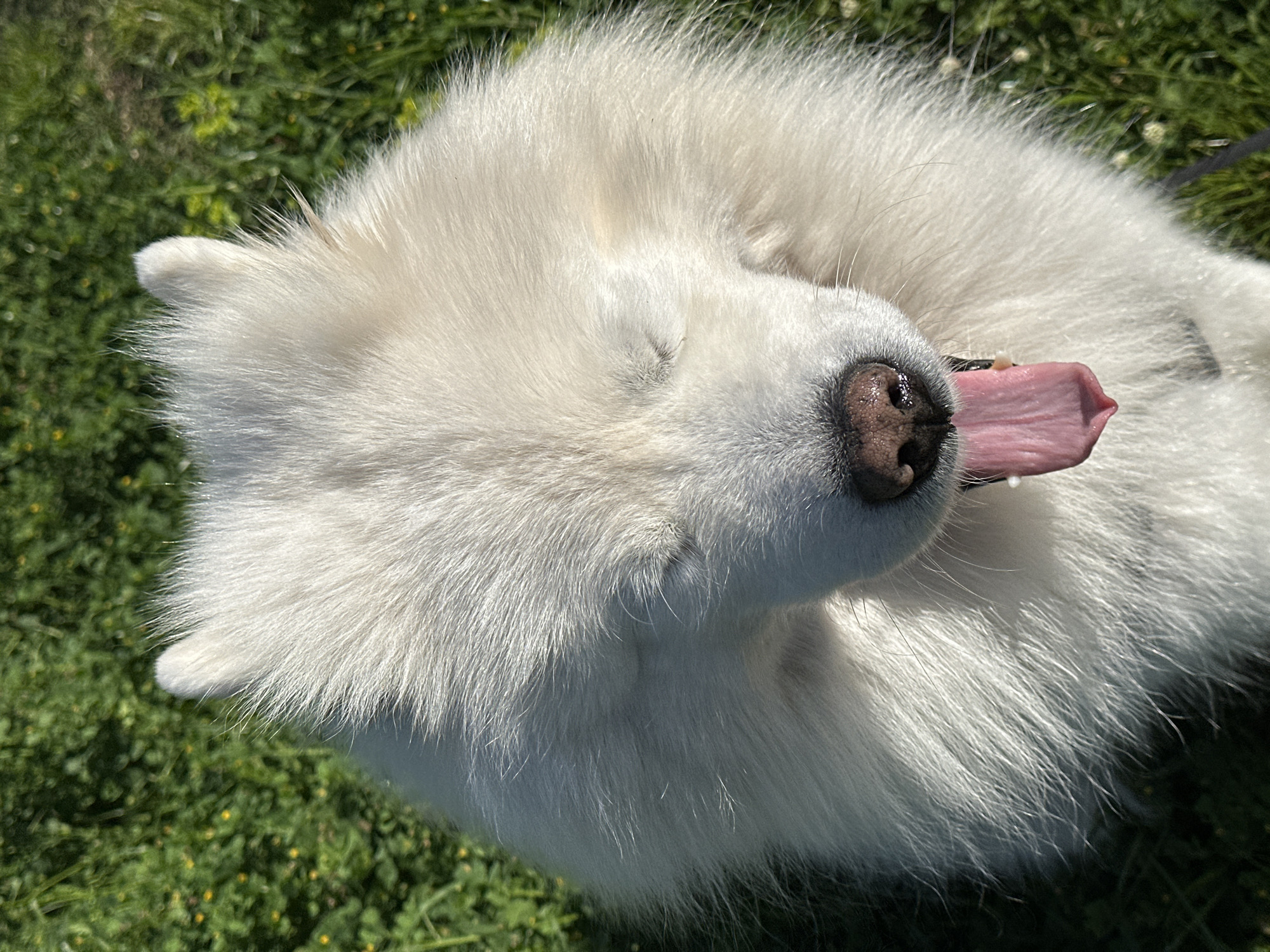 A close-up, high-angle shot depicts a white Samoyed dog lying on green grass, its tongue lolling out of its mouth. The dog's eyes are closed, and its dark nose is visible. The background consists of green vegetation. The location is not explicitly discernible from the image.