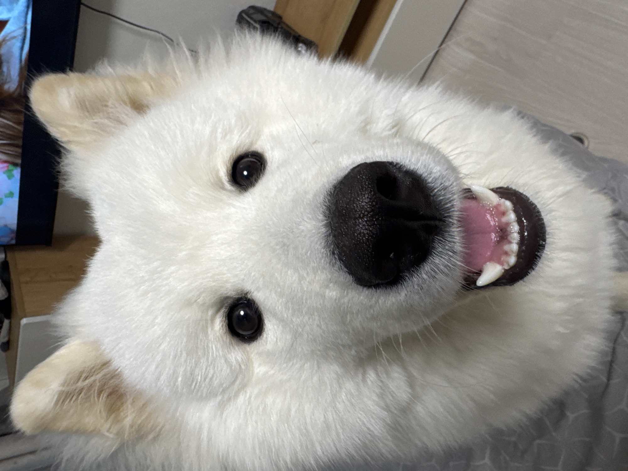 This is a close-up, head-on shot of a white Samoyed dog lying down. The dog's head is tilted, and its mouth is open, revealing its pink tongue and white teeth. The dog has dark, expressive eyes and a black nose. The background is softly blurred, but appears to be an indoor setting, with what looks like a gray blanket or bedding beneath the dog. A hint of a wooden surface and a black object are visible in the upper portion of the image, suggesting a room. The lighting is warm and appears to be artificial, indicating it's likely indoors and not daytime. There is no visible text in the image. The dog's expression could be interpreted as happy or playful due to its open mouth and visible tongue. The overall mood is casual and intimate, focusing entirely on the dog's face.