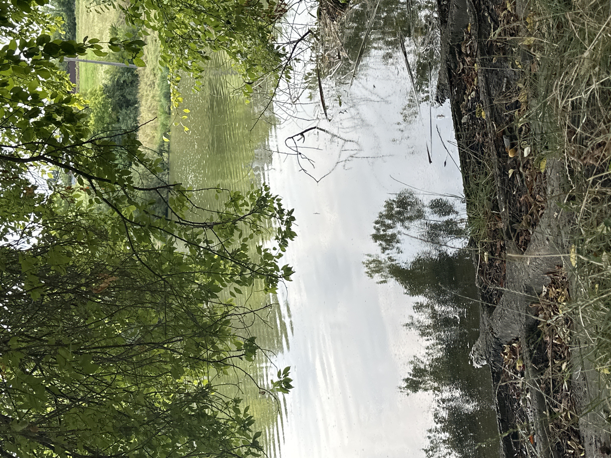The image depicts a calm body of water, likely a river or lake, with reflections of trees and the sky visible on its surface. Overhanging branches with green leaves frame the top of the scene, with some dried leaves scattered on the ground near the water's edge. The shoreline is composed of soil, exposed roots, and debris. In the background, a gentle slope covered in green grass and trees can be seen, with a pole and possibly a building in the distance. The lighting suggests it is daytime, with soft illumination and some dappled sunlight. There are no people or animals visible in the frame. The location is identified as being in the city of Makiv, Ukraine.
