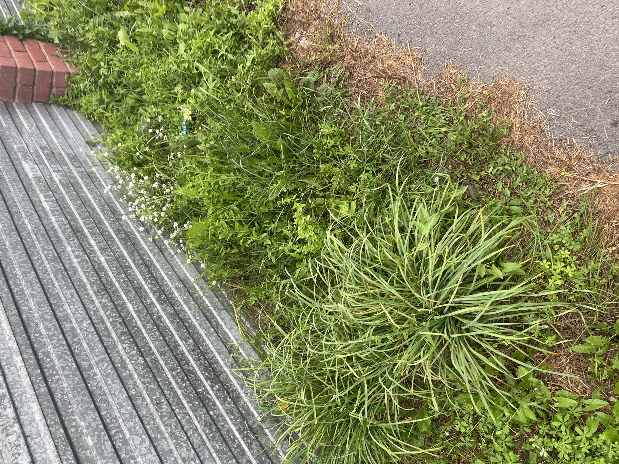 The image shows a close-up view of the edge of a grey corrugated metal fence, bordered by a strip of green grass and vegetation. The grass is dense and varied, with some taller blades mixed with smaller leafy plants and a few small white flowers. In the background, the fence continues, and a red brick pillar is visible on the right side, partially obscured by the foliage. The ground along the fence appears to be covered with dry pine needles and some loose soil. To the right of the vegetation, a grey asphalt surface, likely a road or sidewalk, is visible. No people or animals are present in the scene. The lighting suggests it is daytime. The scene is consistent with an urban environment in Blagoveshchensk, Russia, where such fencing is common, especially along infrastructure or construction sites, and is often found adjacent to green spaces and paved areas.