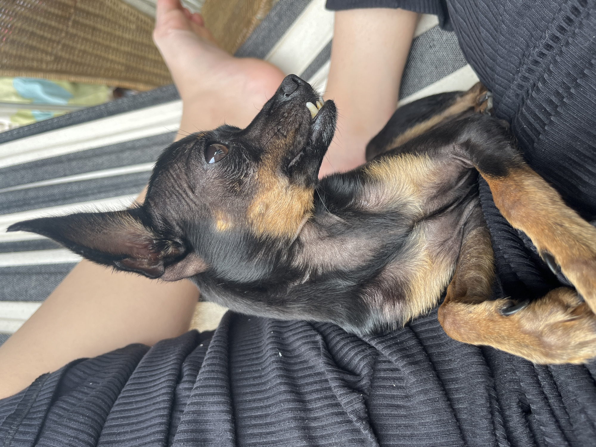A black and tan miniature pinscher is resting in a hammock, its body partially supported by the lap of an unseen person wearing a black ribbed top. The dog's front paws are crossed, and its head is turned to the right, with its mouth slightly open, revealing its teeth. In the background, a person's bare feet are visible, suggesting they are also in the hammock. The hammock has striped fabric. The scene appears to be outdoors, with a hint of woven furniture in the far background. The overall impression is one of relaxation and comfort. The location is not identifiable as Juan Griego, Venezuela from the image.