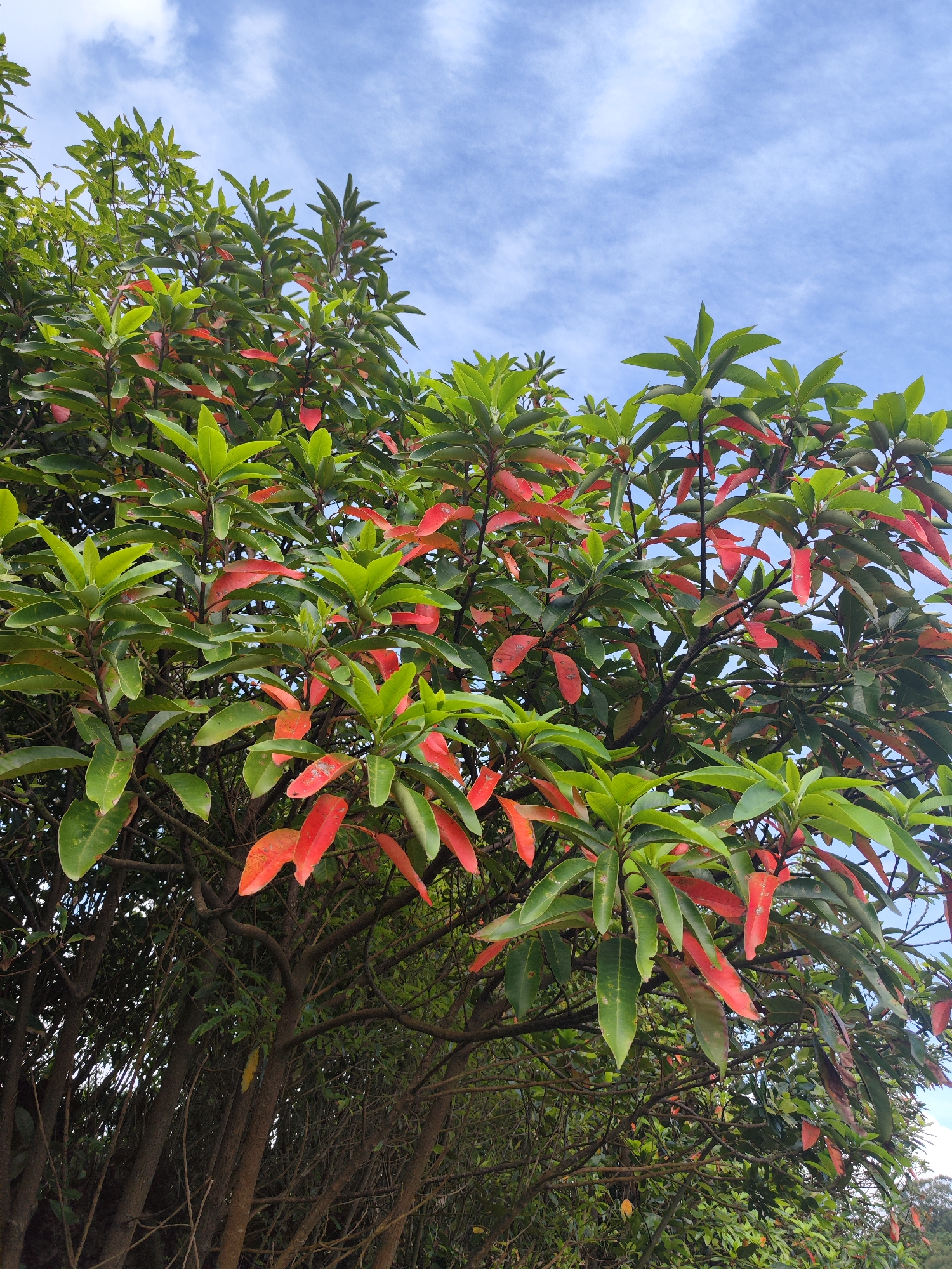 The image shows a tree with a mix of green and red leaves against a blue sky with wispy clouds. The photograph was taken in Ribeira Grande, Portugal. The tree is the main subject, filling most of the frame. Its branches are visible, extending upwards and outwards. The foliage consists of both mature green leaves and younger, reddish leaves. The sky is visible through gaps in the branches, providing a backdrop of blue and white. The lower portion of the image contains other trees and foliage, appearing as a darker green mass in the background. The photograph appears to have been taken during the daytime.