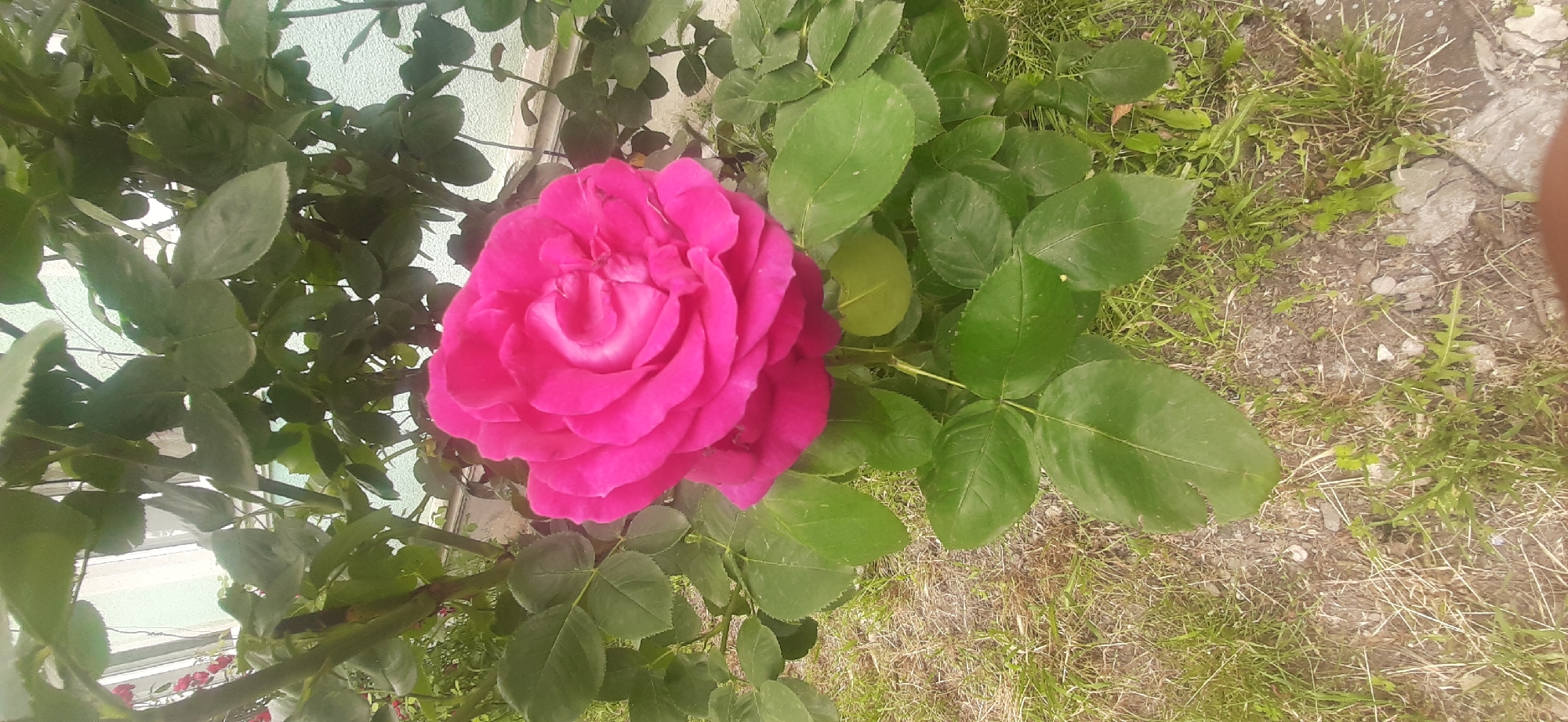 A close-up, eye-level, full shot captures a vibrant pink rose in bloom, centered within a lush green rose bush. The rose, with its numerous, tightly packed petals, exhibits a delicate gradient of color, transitioning from a deep fuchsia at its edges to a lighter pink with hints of white at its core. The surrounding leaves are a rich, dark green, some showing slight imperfections like small tears or brown spots, indicative of natural growth. The ground beneath is a textured mix of dry soil, scattered small stones, and sparse, dry grass interspersed with patches of greener weeds. In the background, a pale blue wall with a window can be seen, suggesting an outdoor setting, possibly a garden or yard. The overall lighting suggests an overcast day, casting a soft, diffused light on the scene. The image appears to have been taken in Yessentukskaya, Russia, as a detail of the environment. There are no people or animals visible in the frame.