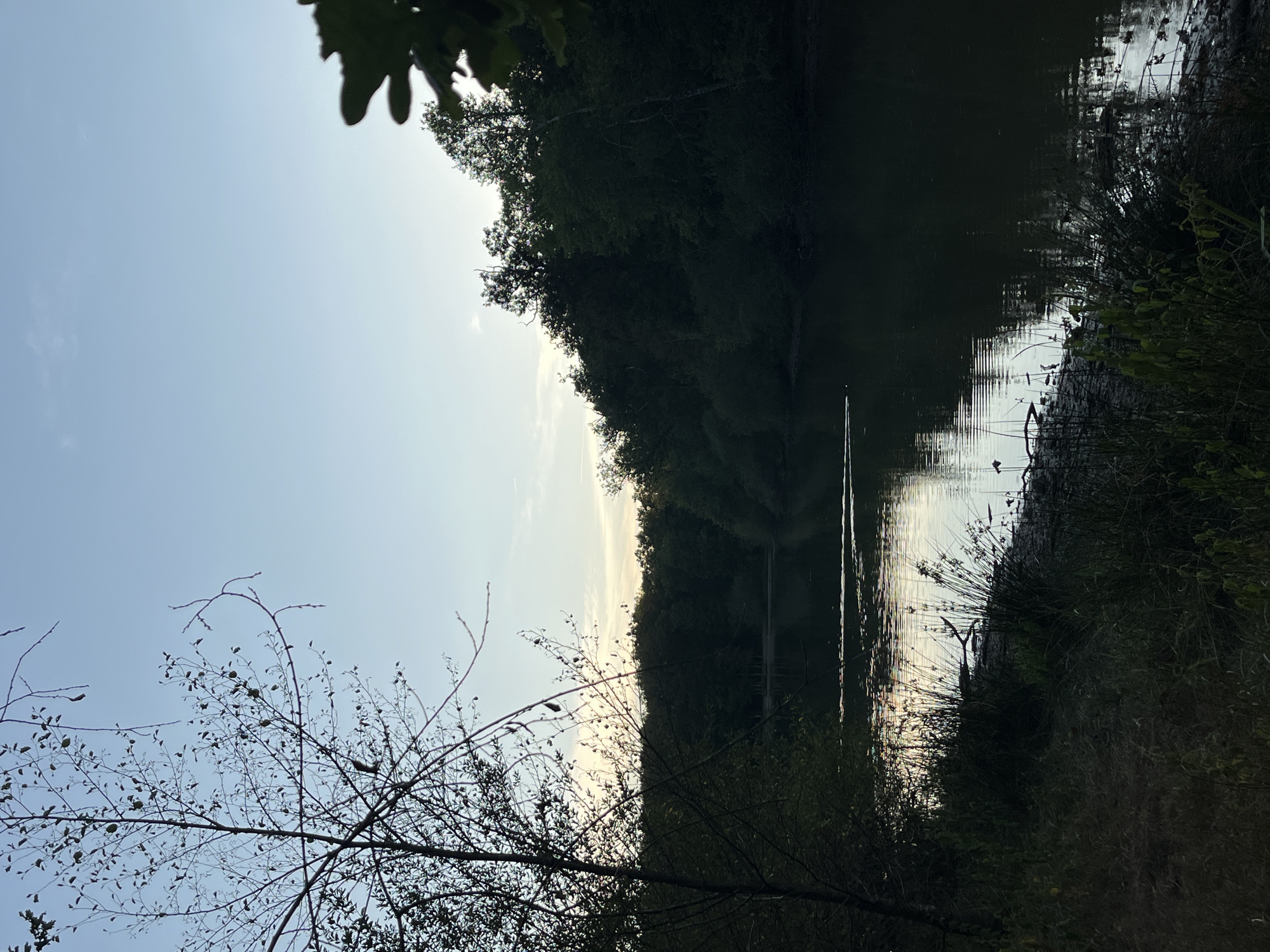 The image depicts a tranquil natural scene at dusk, likely near a body of water in the city of Sonchamp, France. A dark, placid lake or river occupies the lower right portion of the frame, reflecting the pale sky and distant trees. The shore in the foreground is lined with dense, dark green vegetation, including reeds and grasses. On the left side, the silhouette of a spindly tree with bare branches stands against the sky, its delicate structure contrasting with the heavier foliage on the right. The background is dominated by a dense forest that hugs the far bank of the water, its deep shadows suggesting the setting sun. The sky above is a gradient of pale blue, transitioning to lighter hues near the horizon where faint wisps of clouds are visible. The overall atmosphere is one of calm and quietude.