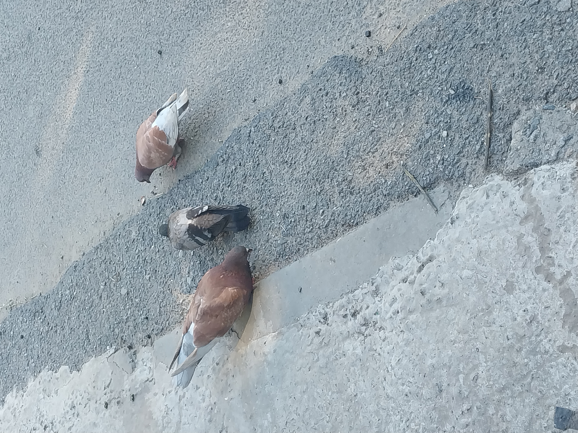 Three pigeons are visible on a paved surface next to a concrete edge. One pigeon, facing left, is pecking at the ground on the concrete edge. Another pigeon, facing away from the camera, is in the middle of the frame. A third pigeon, facing left, is visible on the right side of the frame, with its back to the camera and its head turned. The ground appears to be asphalt with small stones. The scene is outdoors, with a clear shadow suggesting sunlight. No specific landmarks are visible to identify the location as Dnipro, Ukraine, but the general urban environment is consistent with such a city.