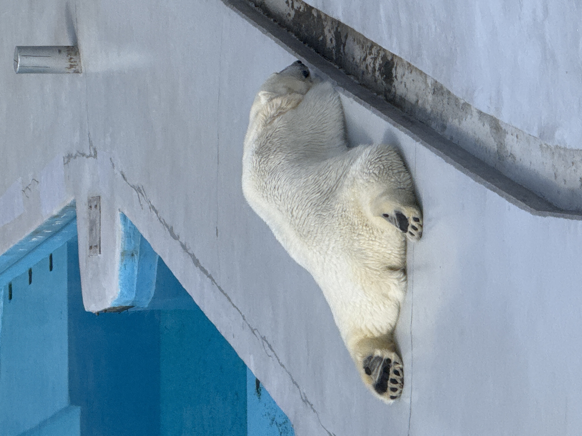 A polar bear lies on a concrete surface, its white fur contrasting with the grey concrete. The bear is positioned diagonally across the frame, its head near a dark ledge. Black paw pads are visible on its feet. To the left, a blue-painted pool and part of a concrete structure can be seen. A cylindrical metal fixture is visible on the left wall. The location is the Izhevsk Zoo, in Izhevsk, Russia.