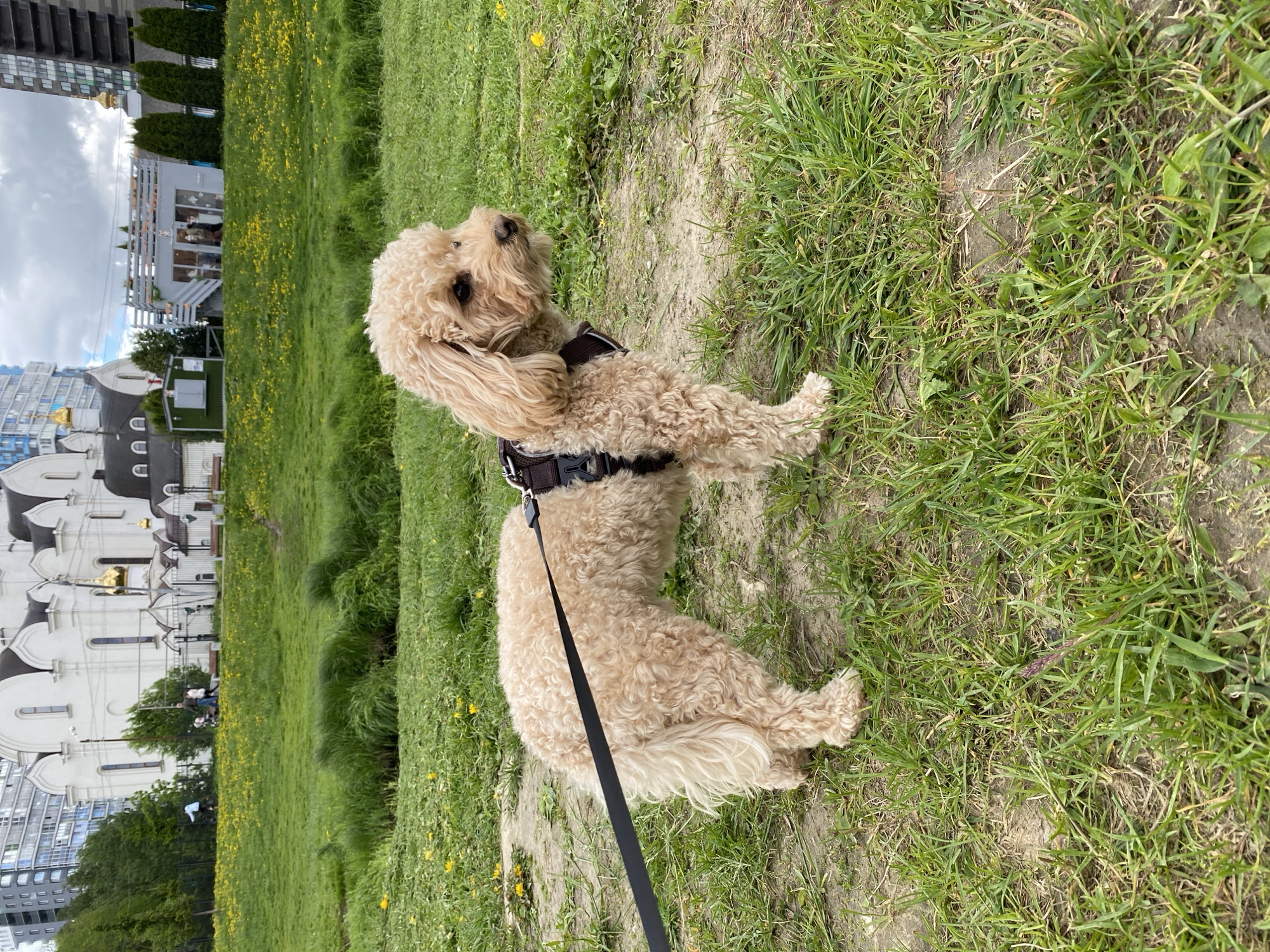 A tan poodle mix dog with a black harness and leash sits on a grassy hill. The background features a white church with gold domes, as well as modern buildings. The location appears to be a park within a city.