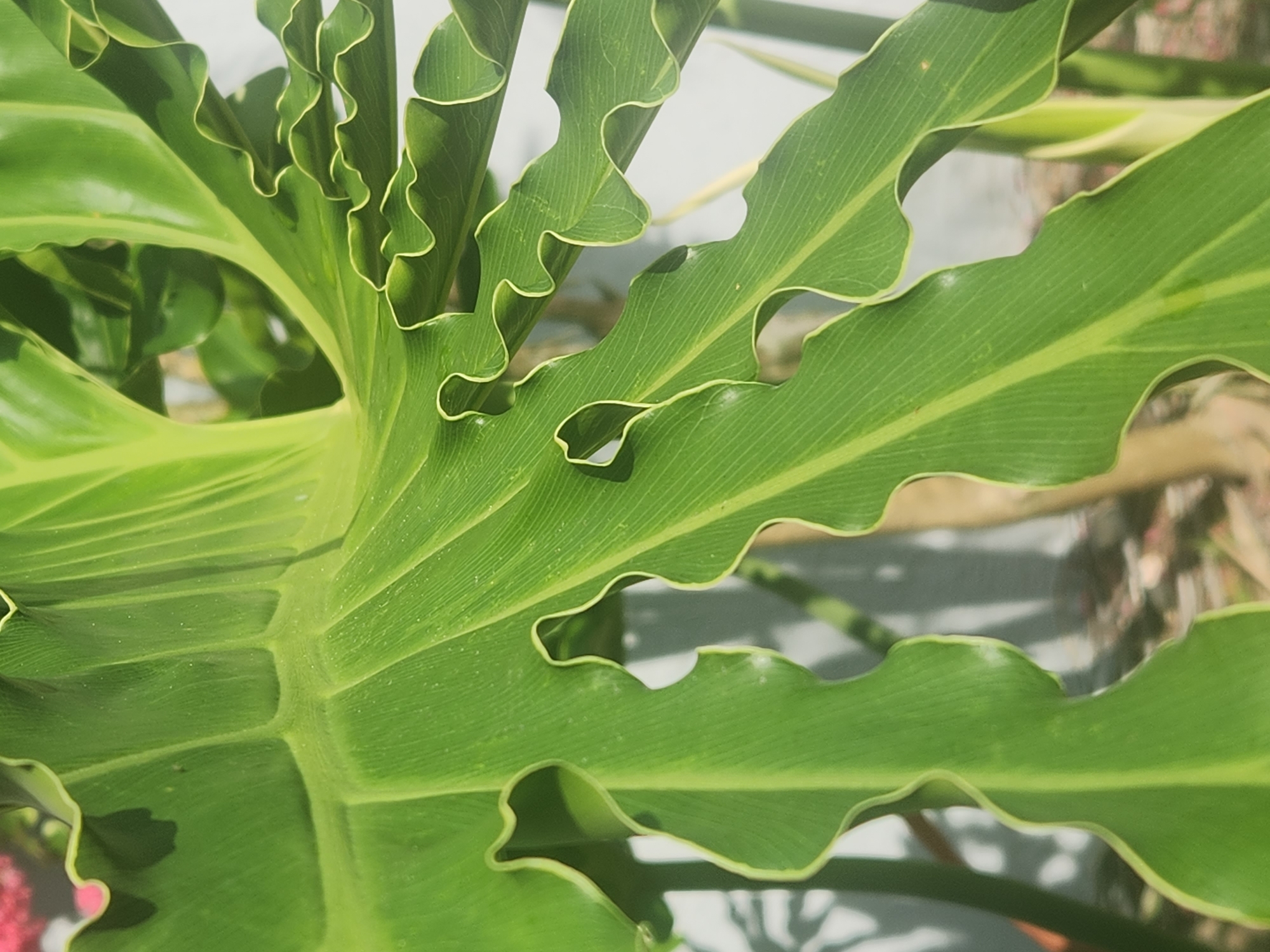 This is a close-up, eye-level, medium shot of a large, vibrant green philodendron leaf with ruffled edges. The leaf fills most of the frame, with its prominent veins and undulating margins dominating the composition. The lighting suggests it is daytime, possibly outdoors given the diffused sunlight and faint shadows. The background is out of focus, showing hints of other plants and possibly a concrete surface or pathway. The overall impression is one of lush, tropical foliage. There is no text visible in the image. The location context of Altamonte Springs, Florida, is consistent with the type of plant and likely climate.